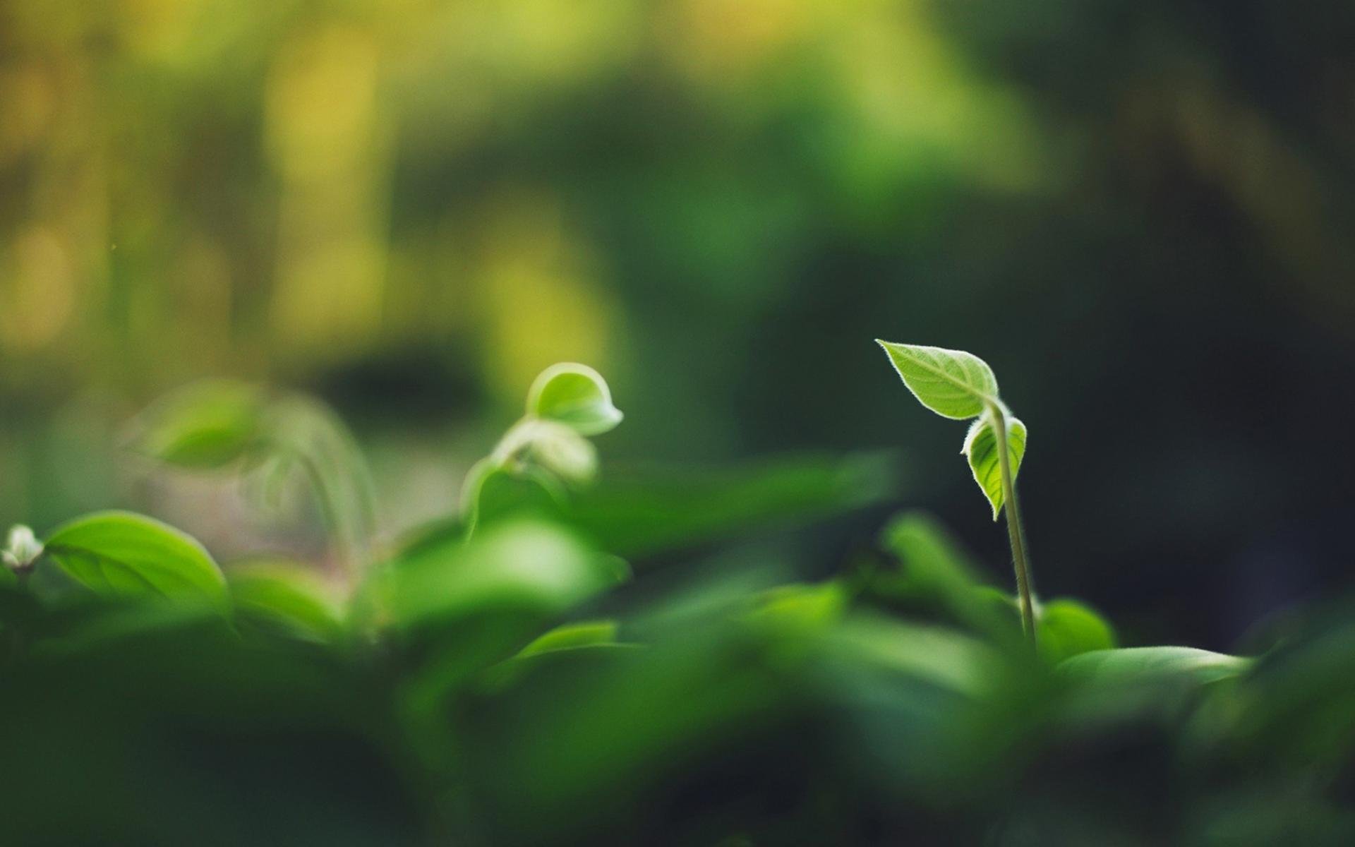 护眼壁纸,绿色植物