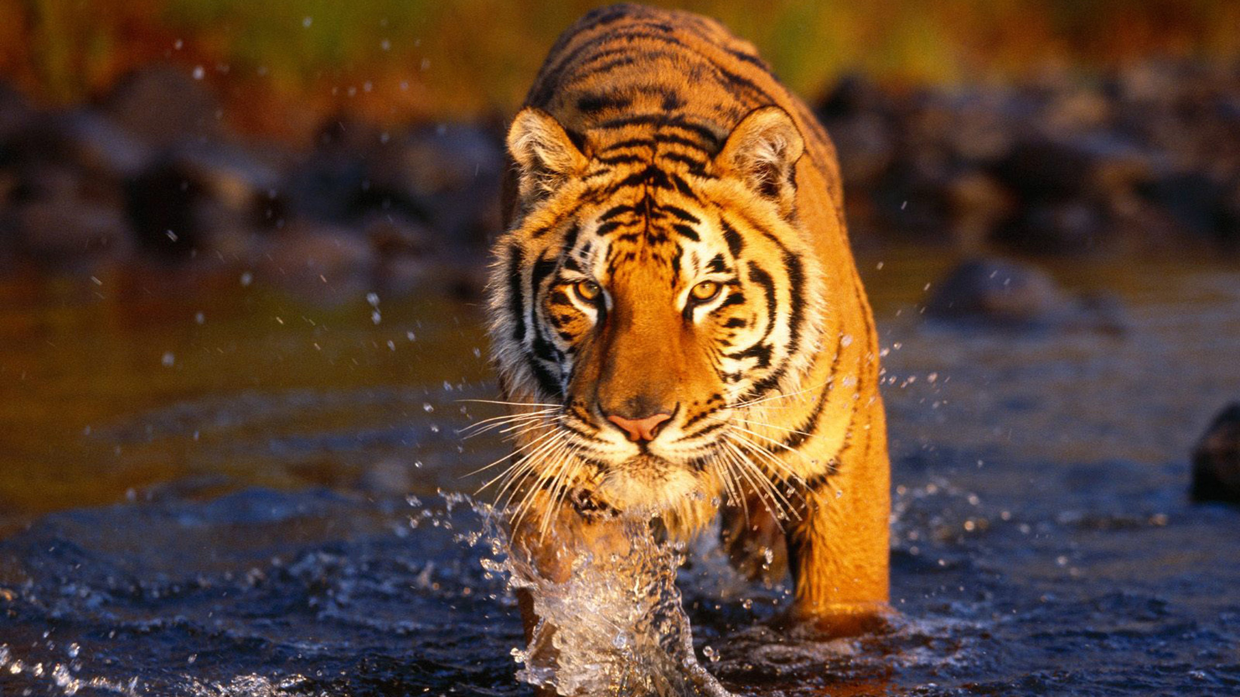 野生动物,老虎,森林之王