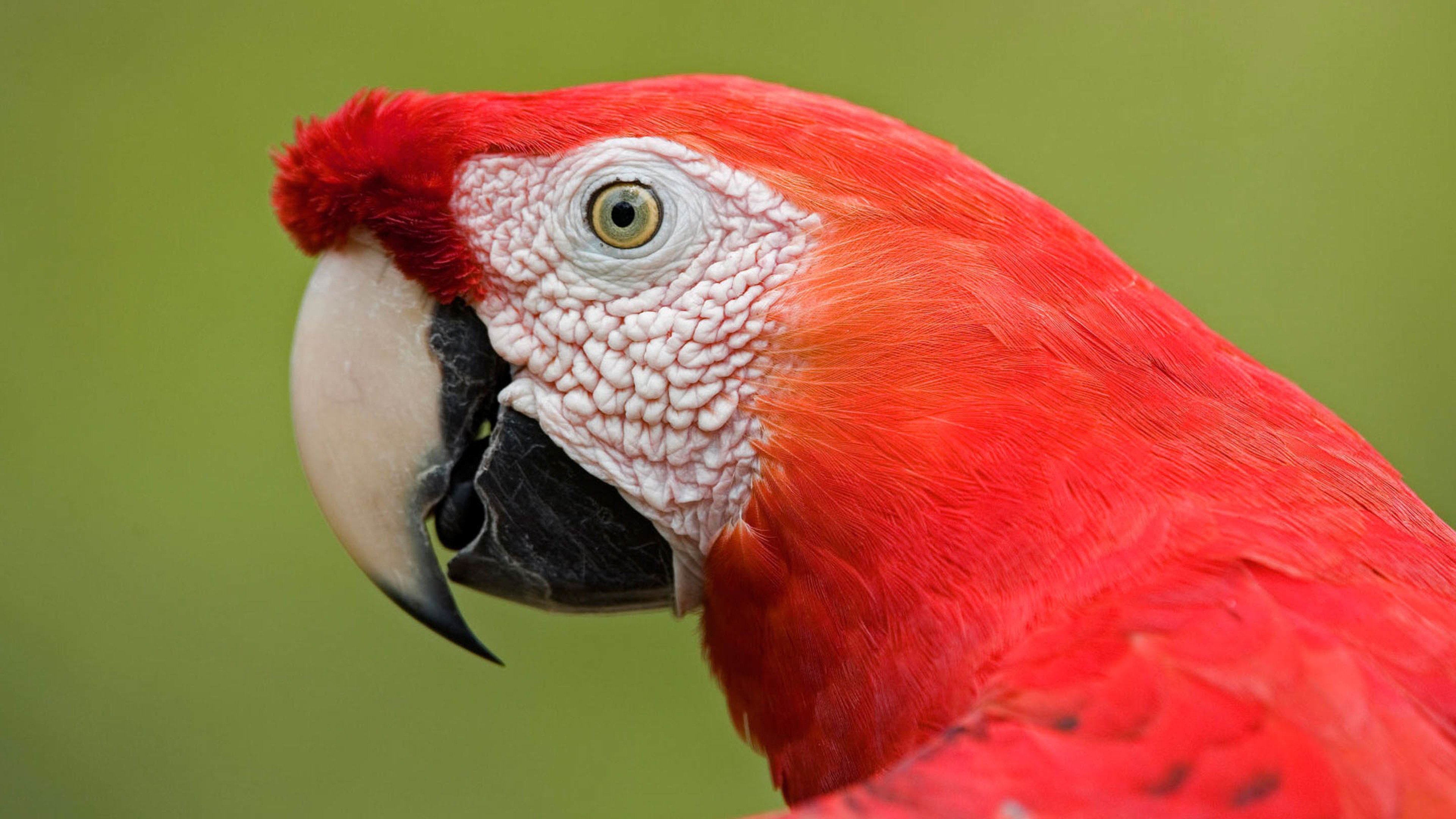 小鸟天地,红鹦鹉