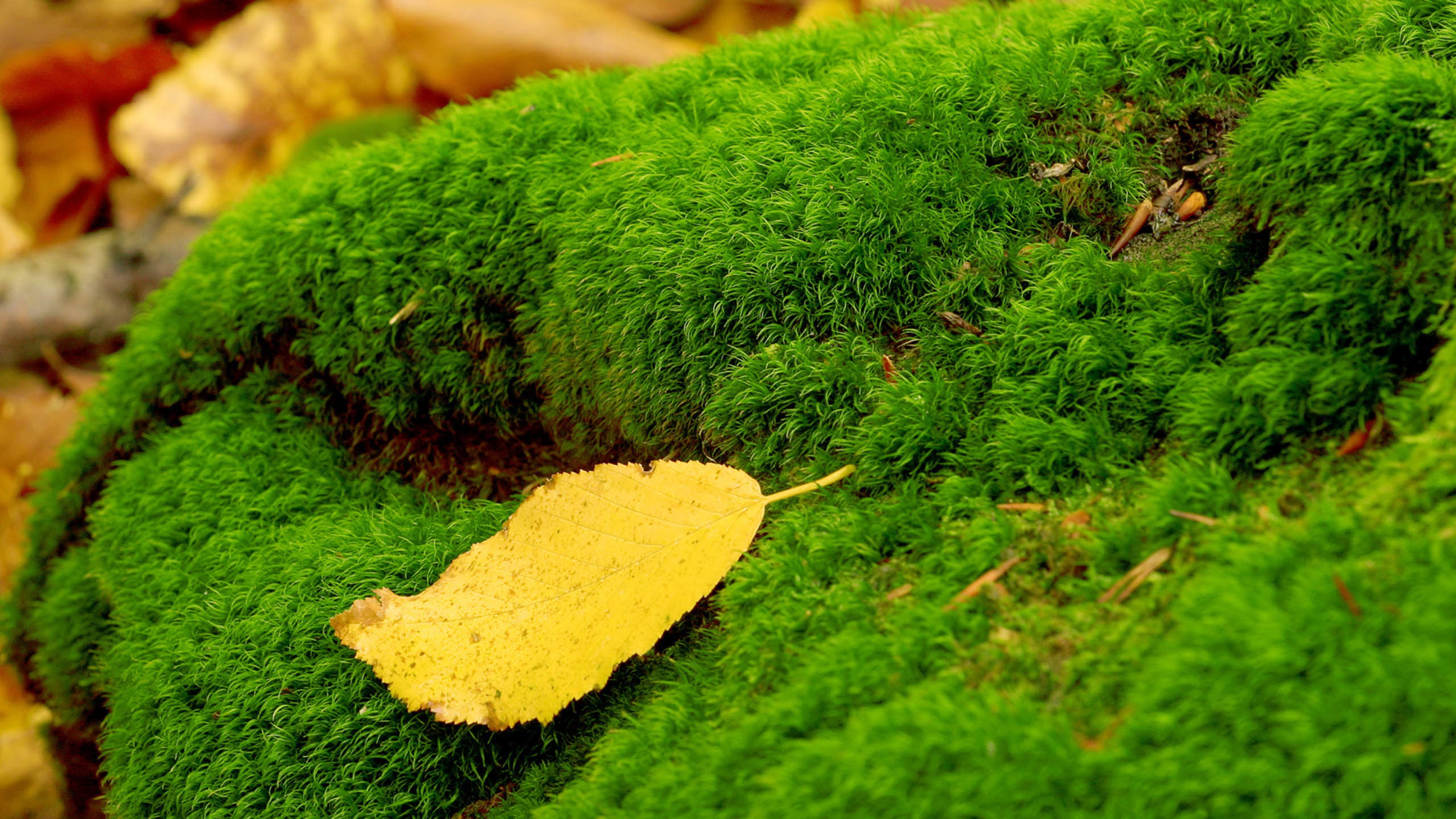绿色植被,黄色树叶