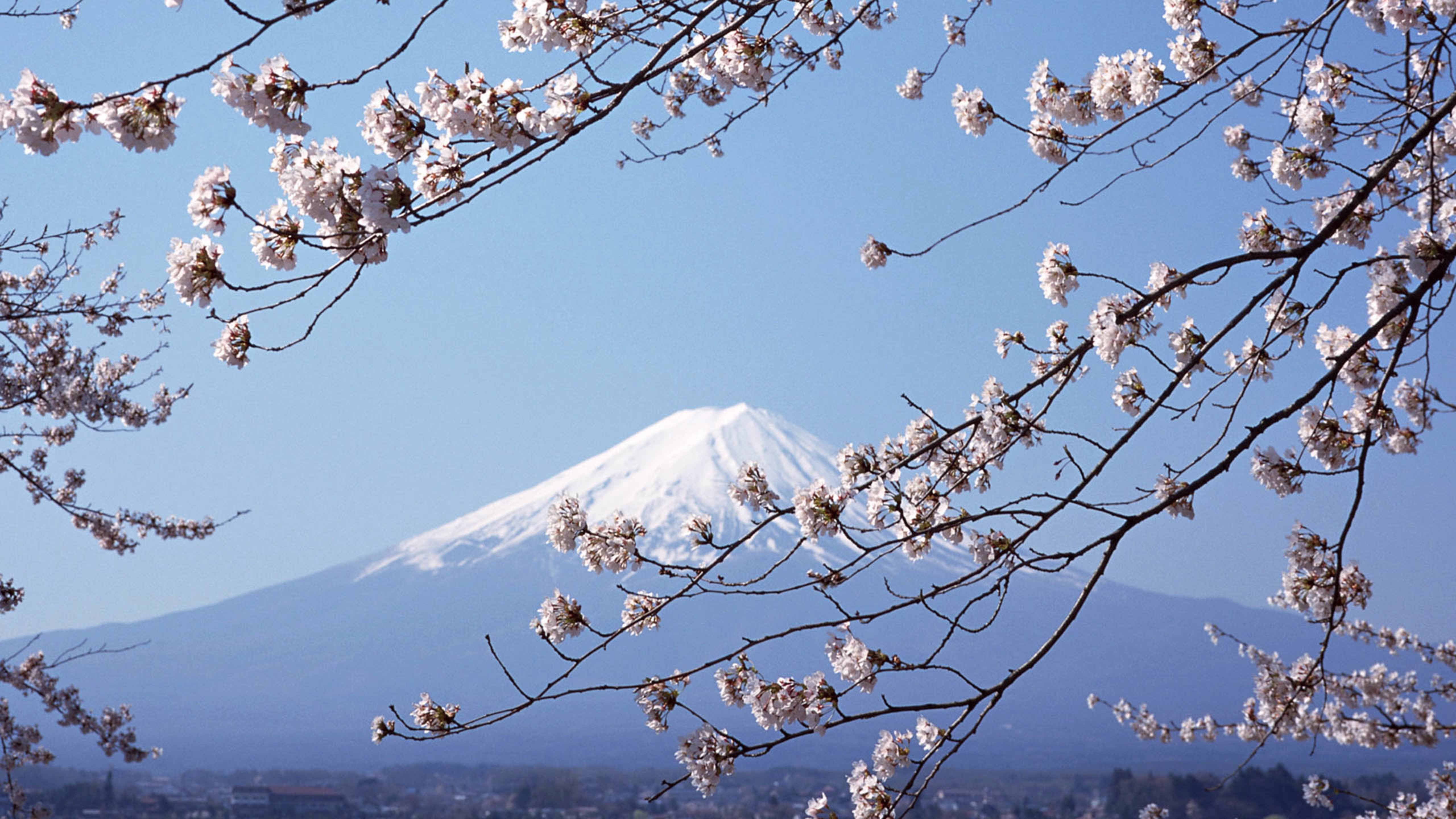 富士山,樱花