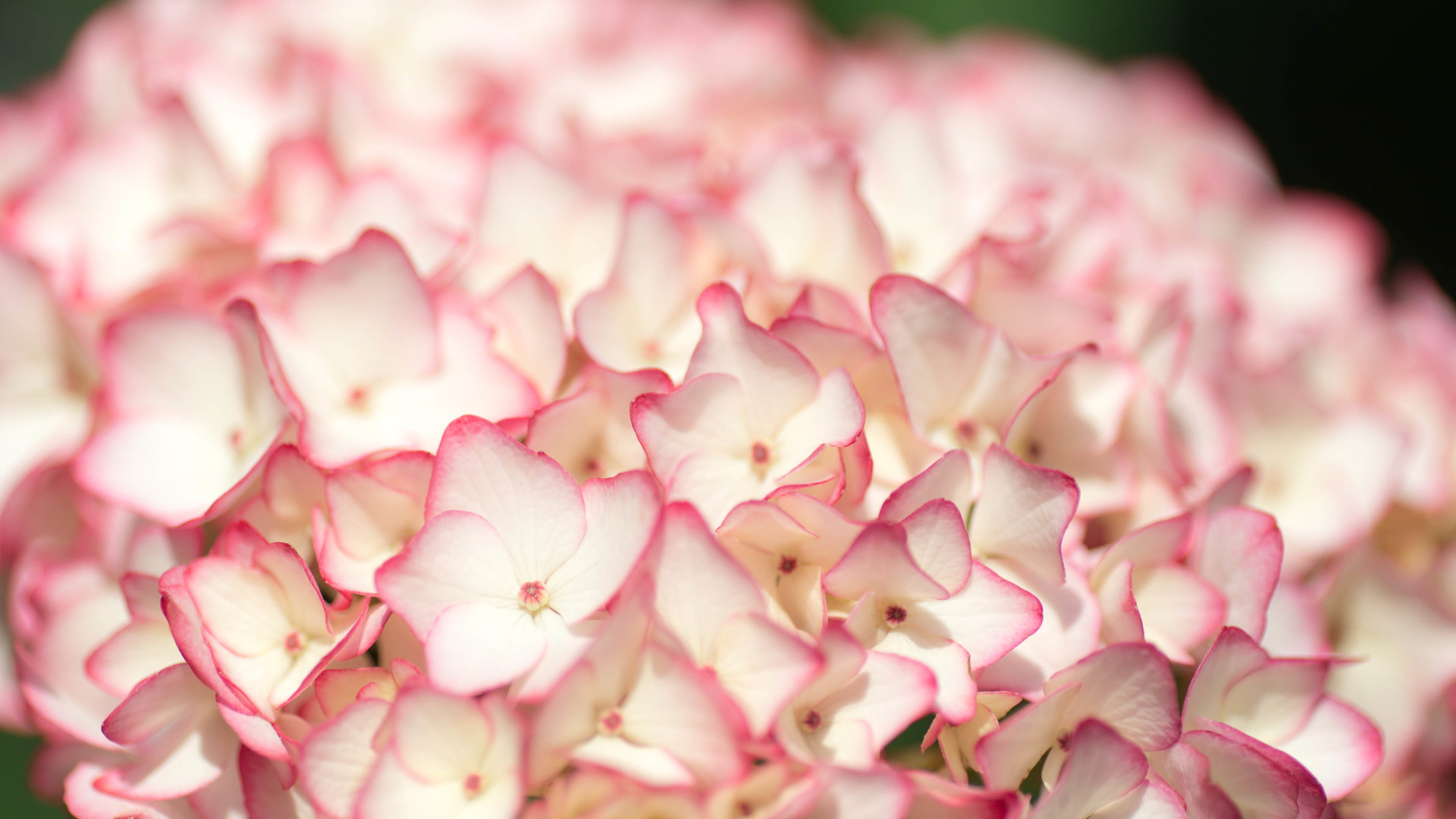 白色小花,花团锦簇