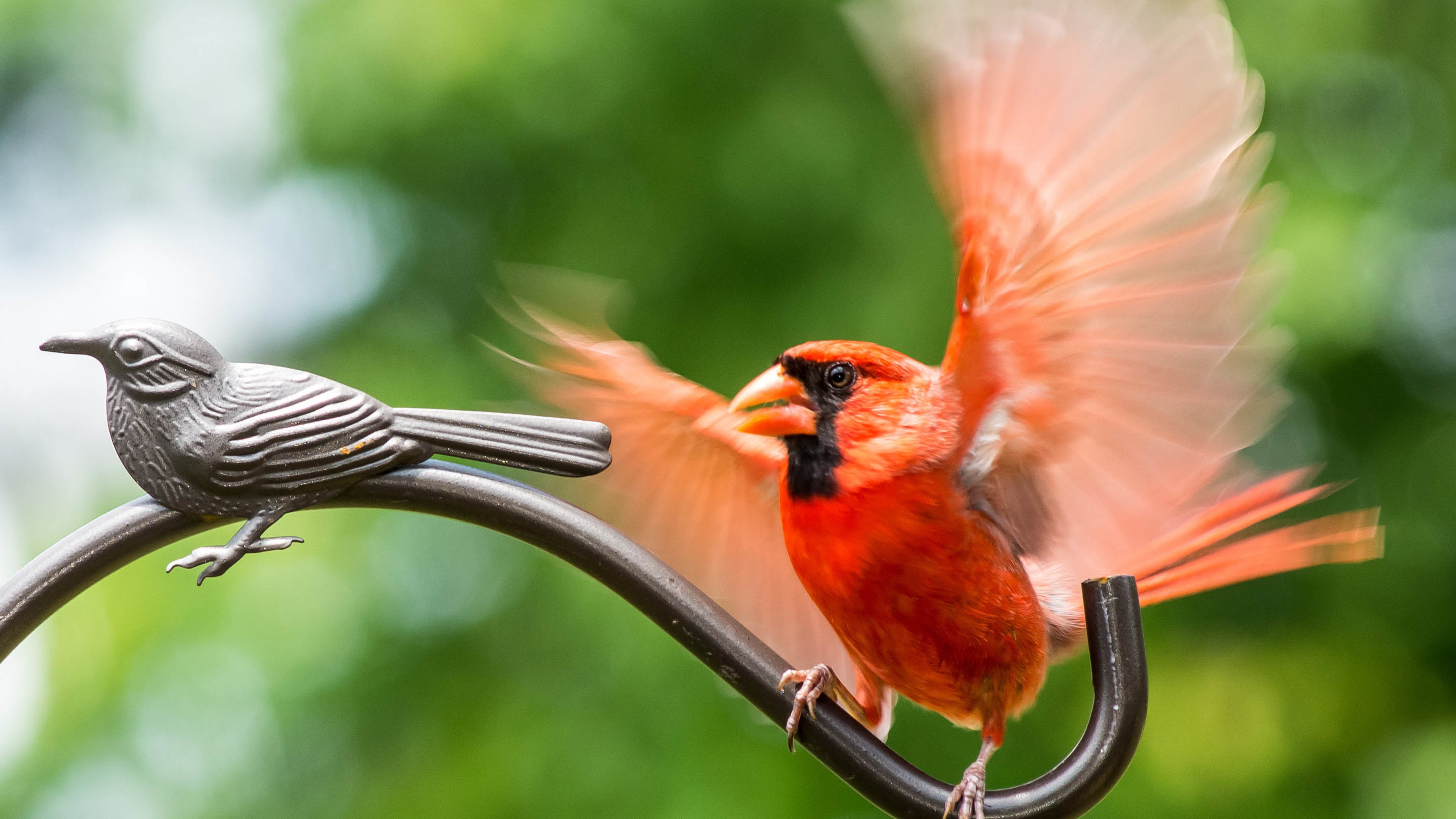 小鸟天地,红衣主教鸟