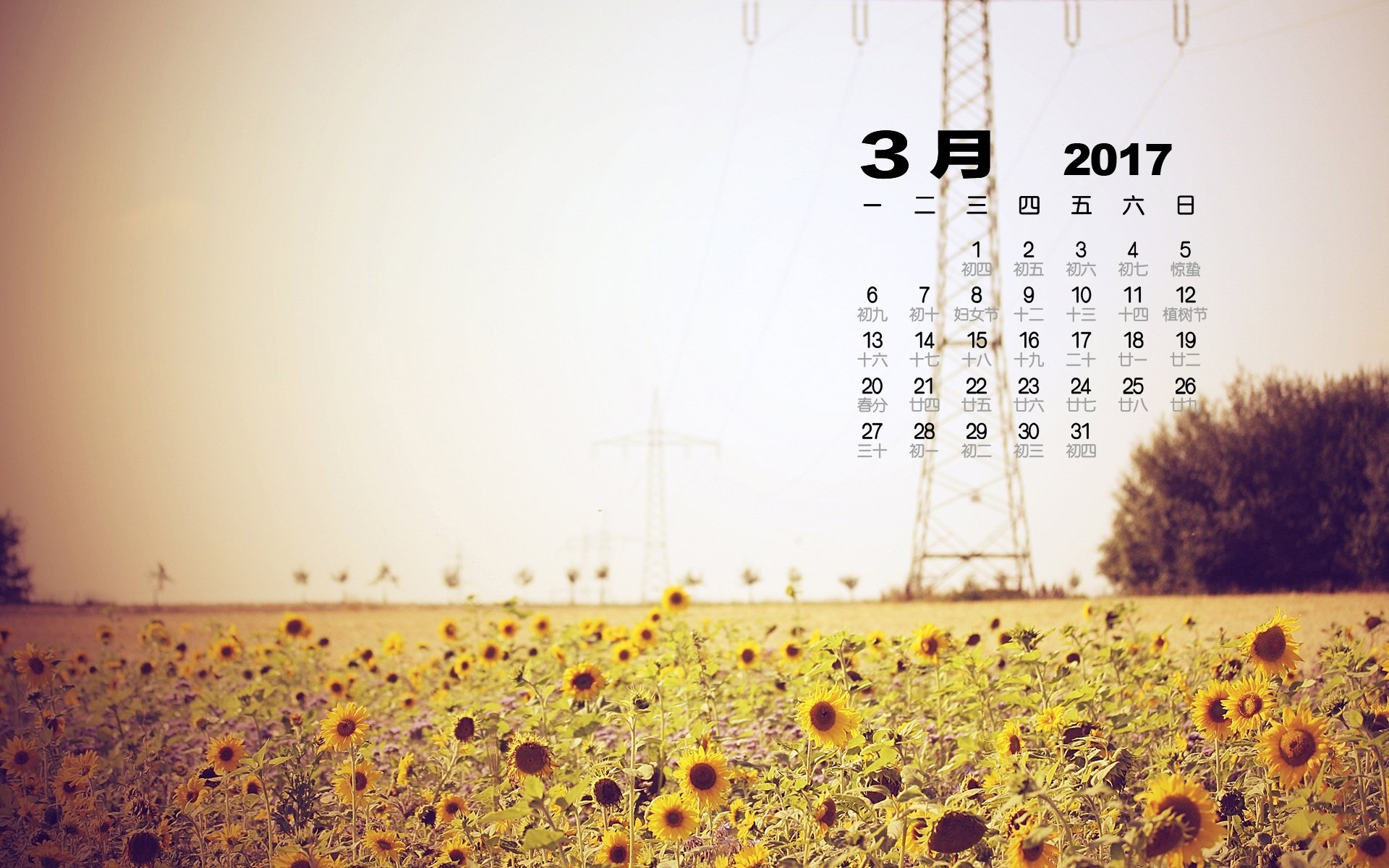 2017年3月,太阳花,向日葵