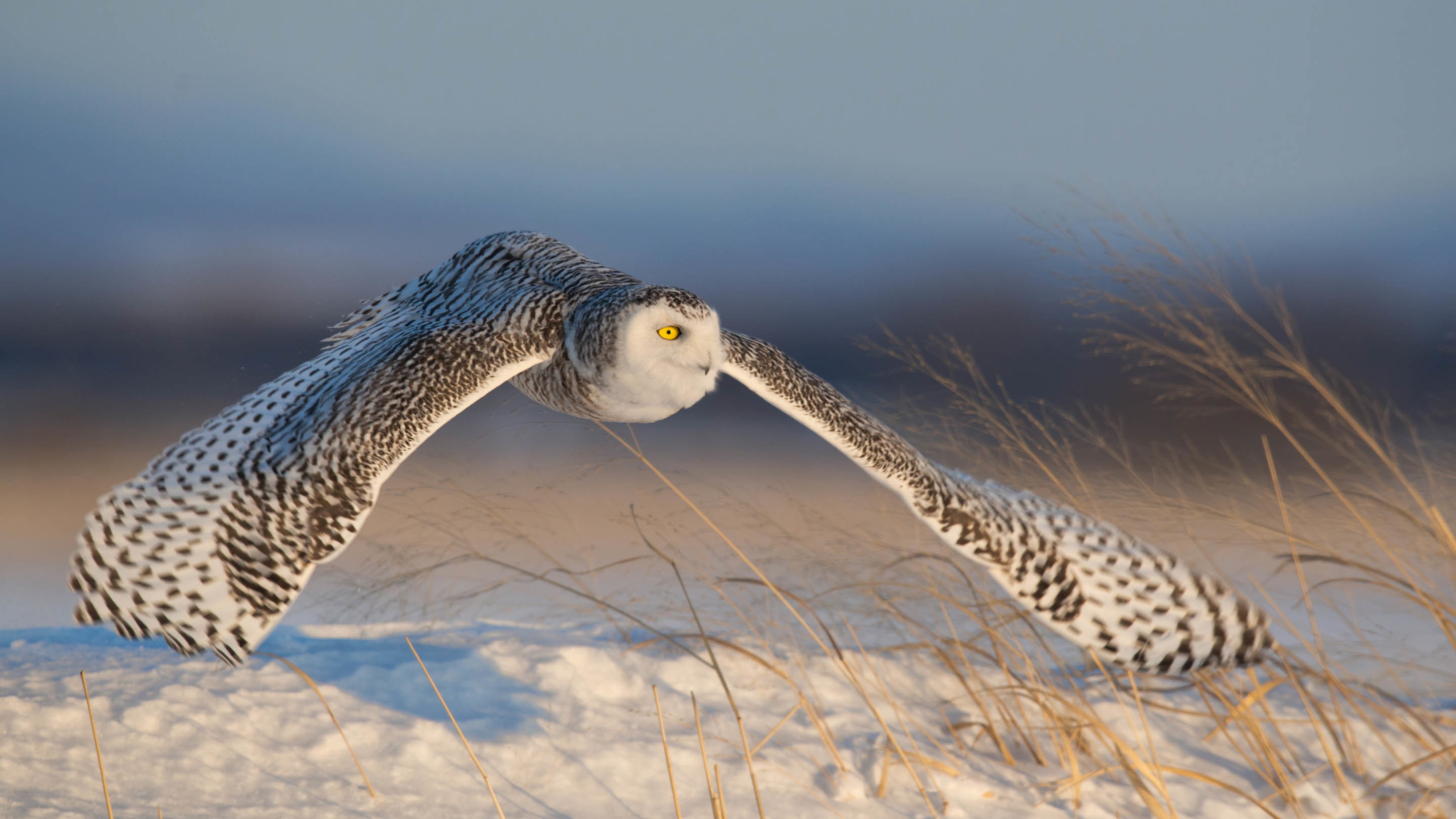 小鸟天地,老鹰,翱翔