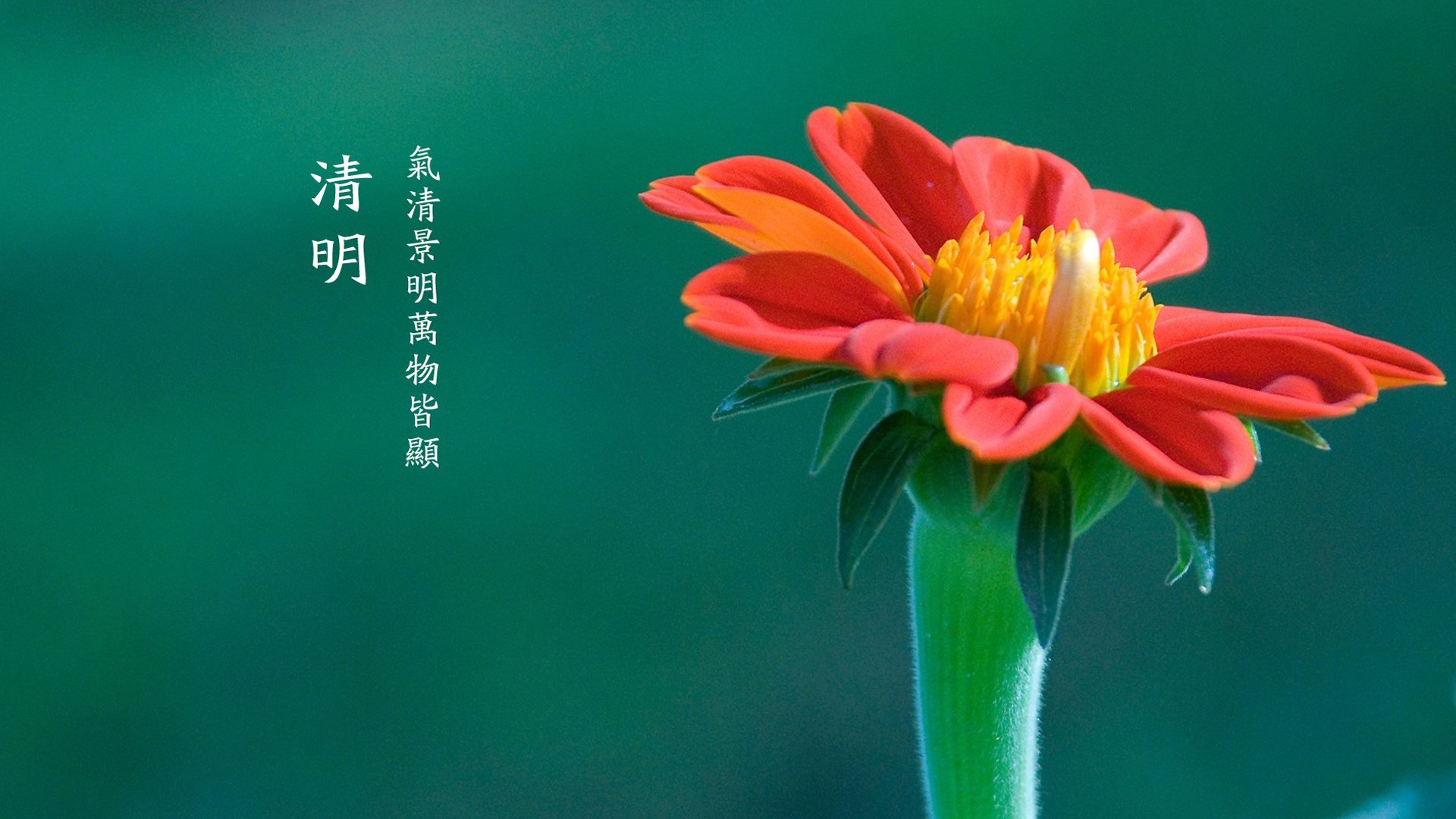 清明节,鲜花