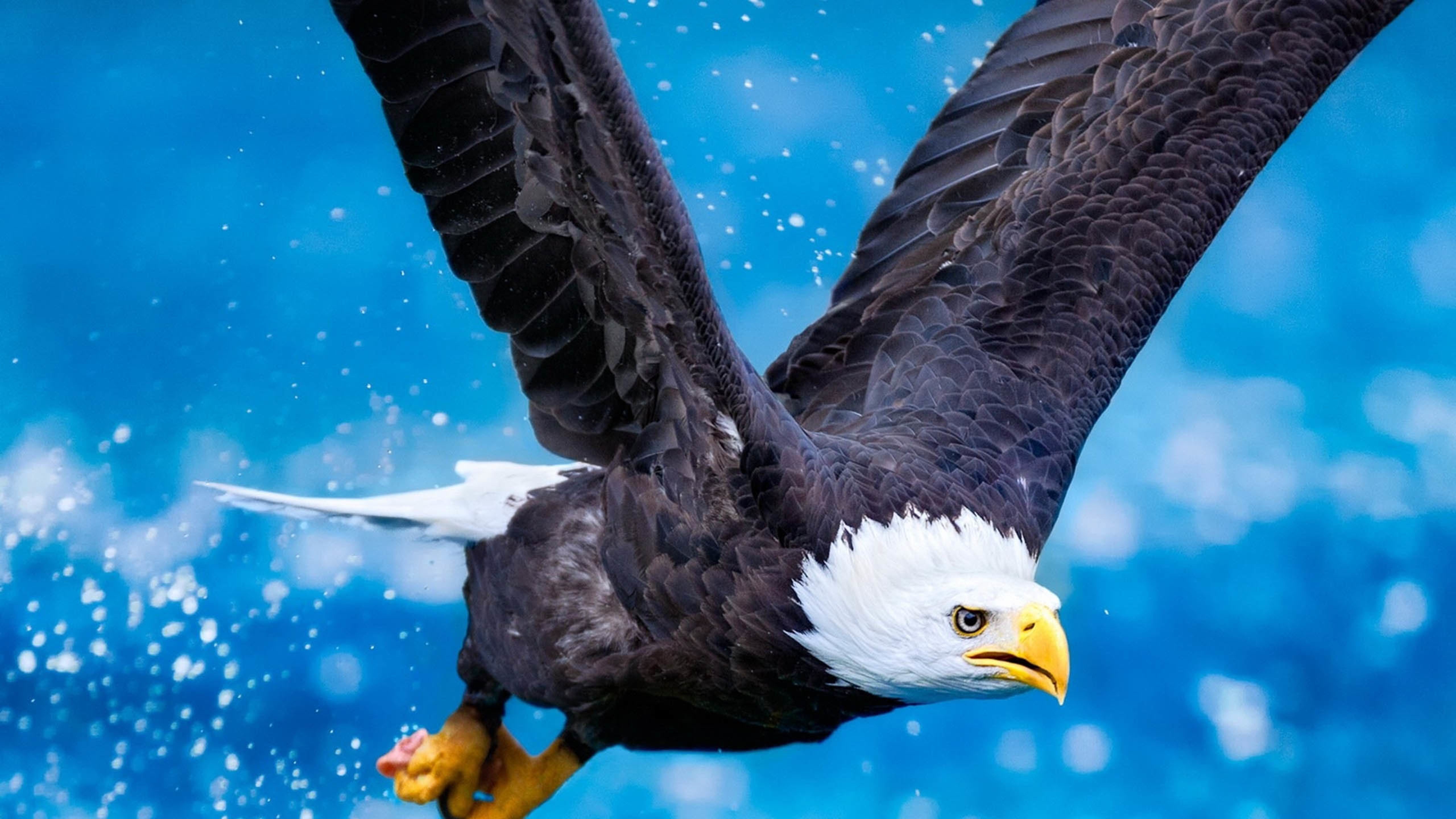 小鸟天地,老鹰,翱翔