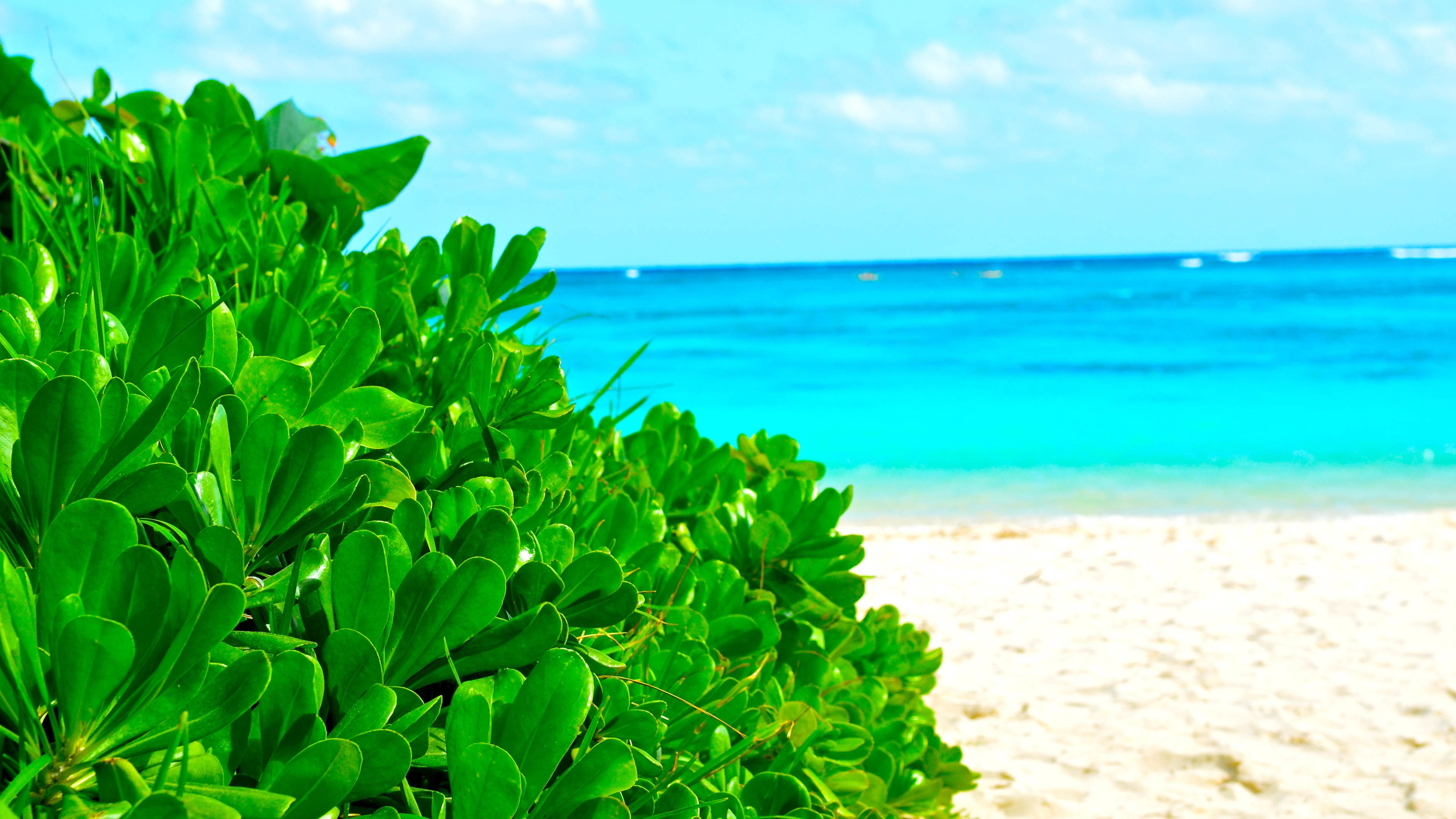 海边的绿色植物