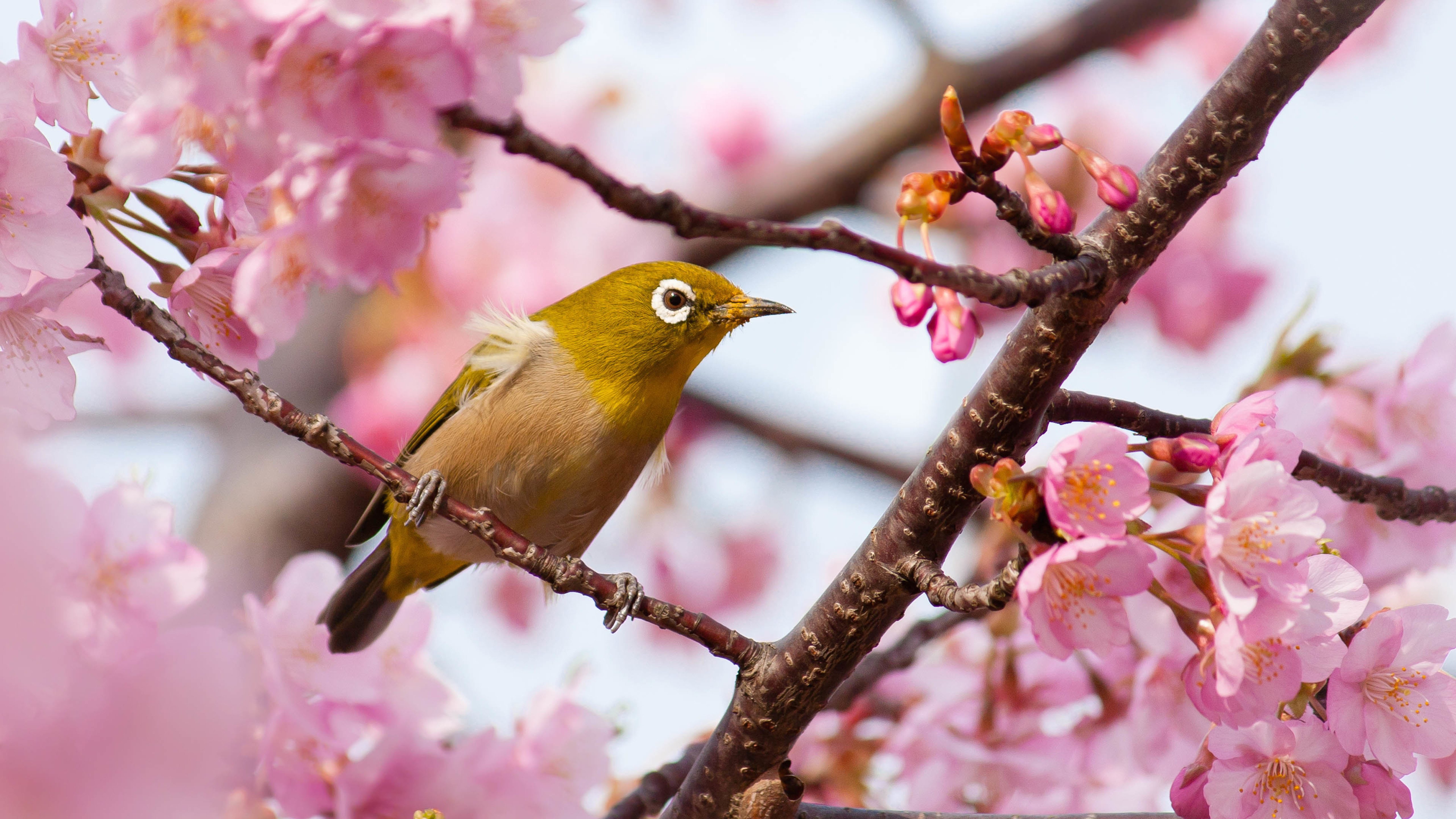 小鸟天地,绣眼鸟,桃花