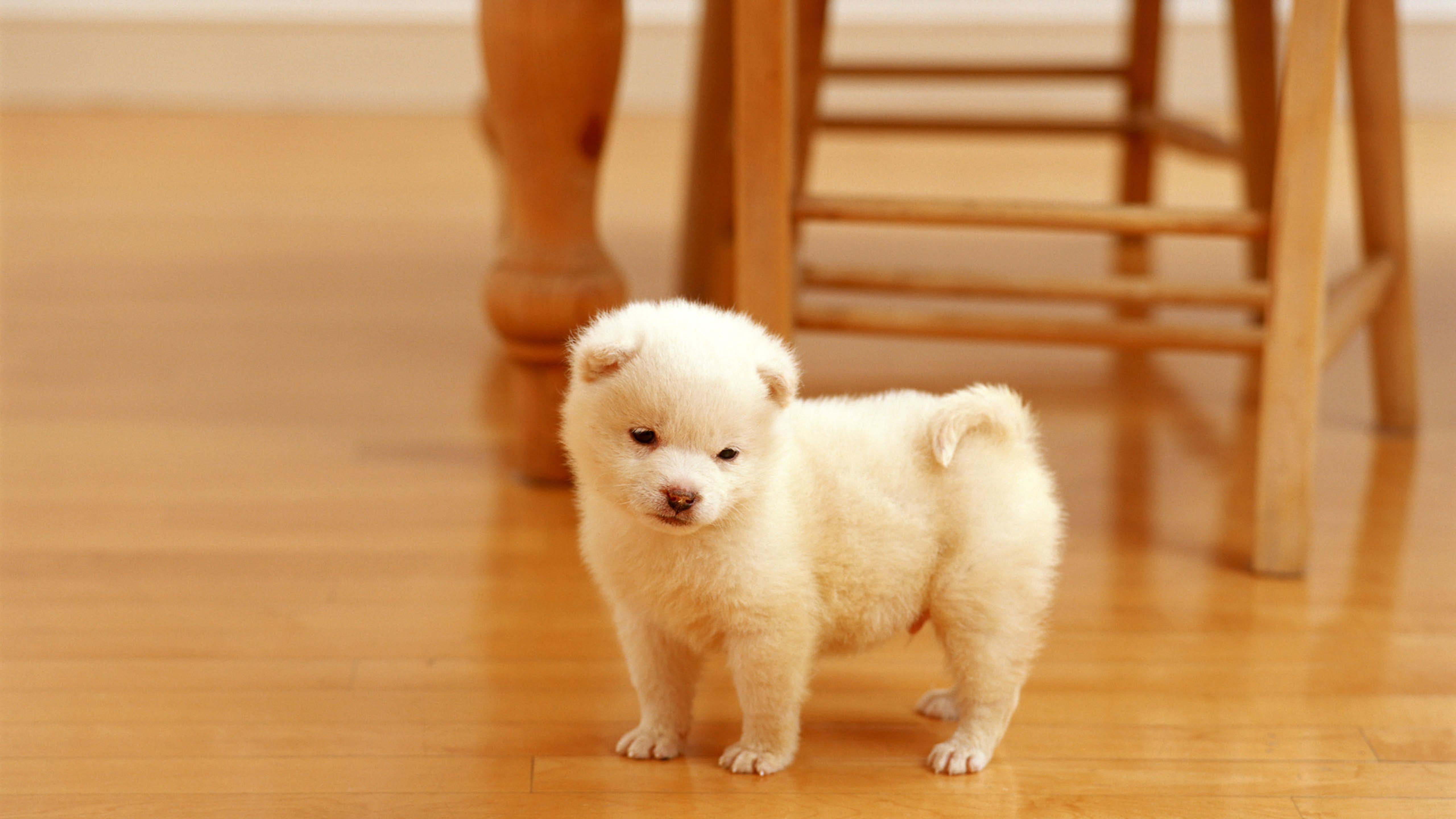 汪星人,可爱小狗狗,幼犬