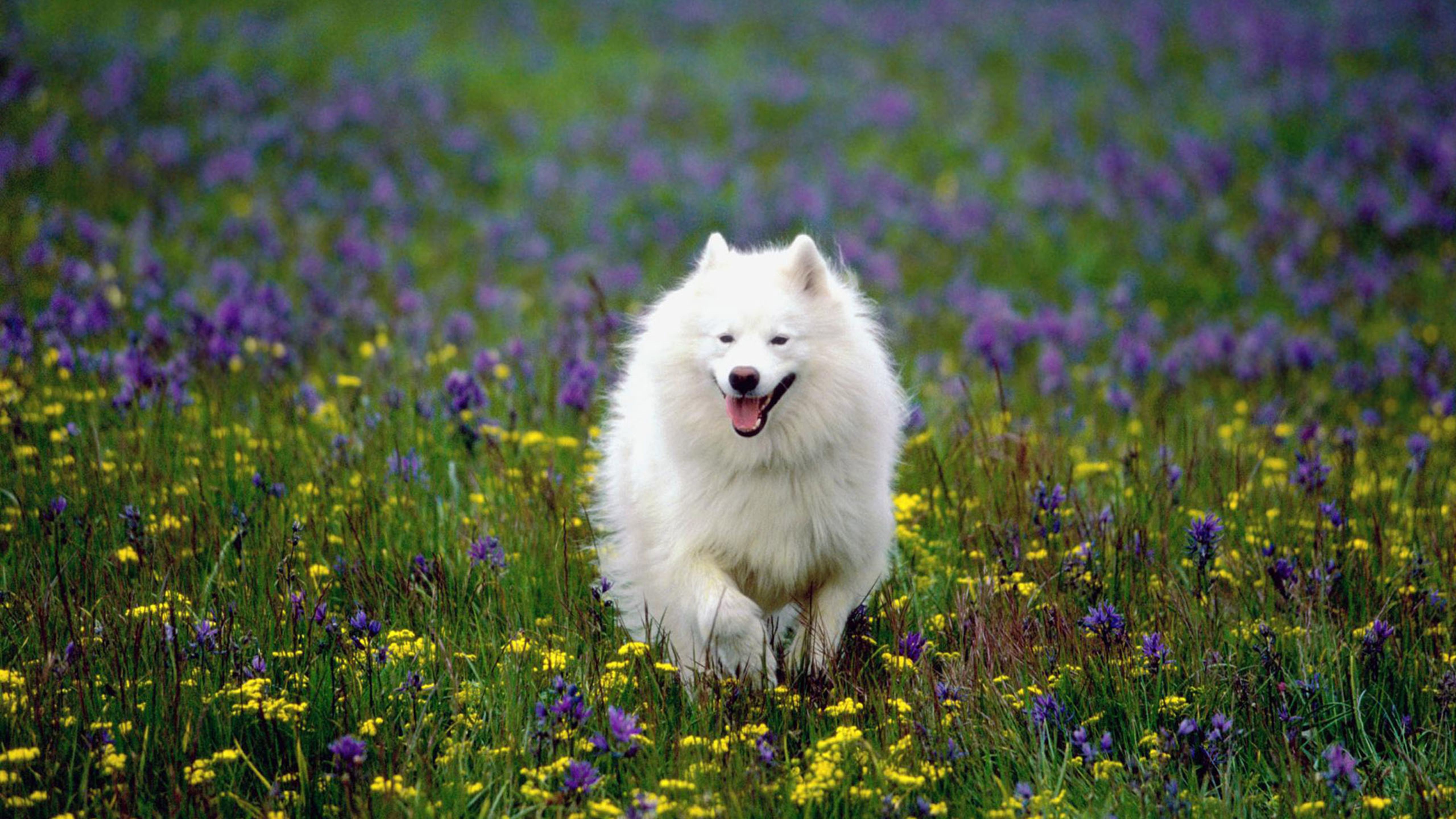 汪星人,花丛中的萨摩耶