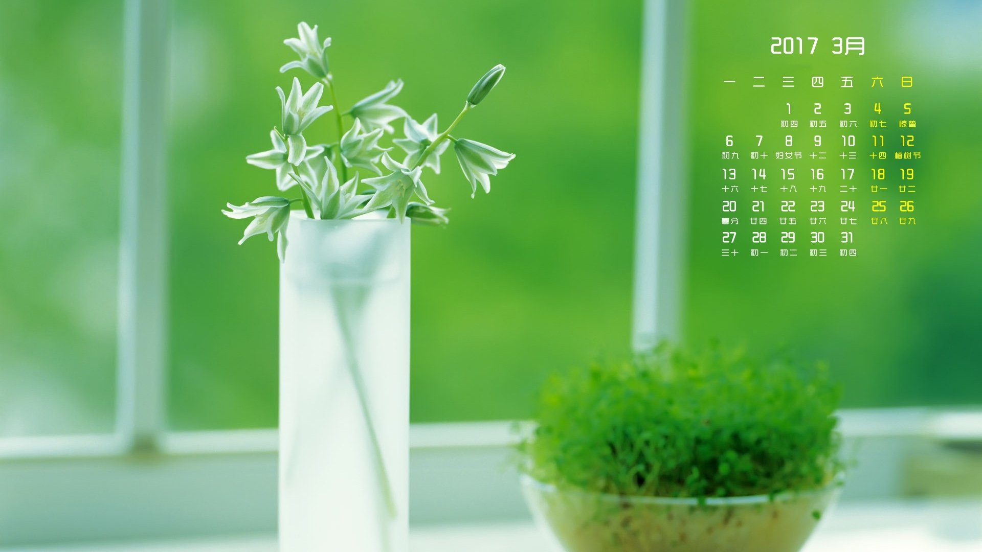 2017年3月,小清新,植物,盆栽