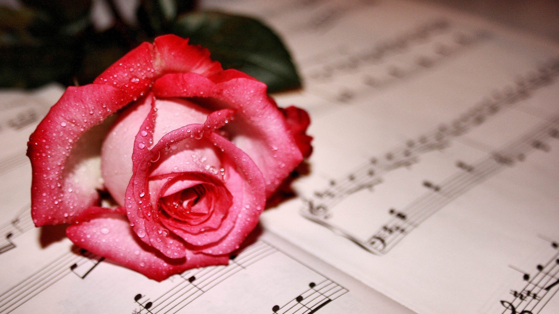 唯美温馨,玫瑰花