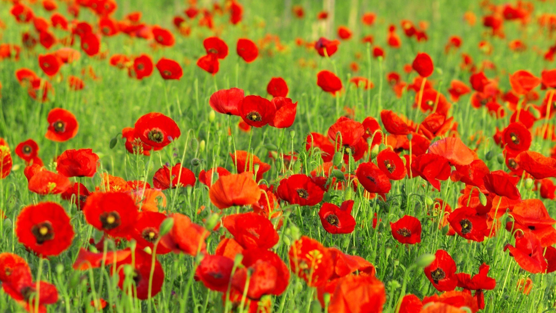 娇艳欲滴,红色花海