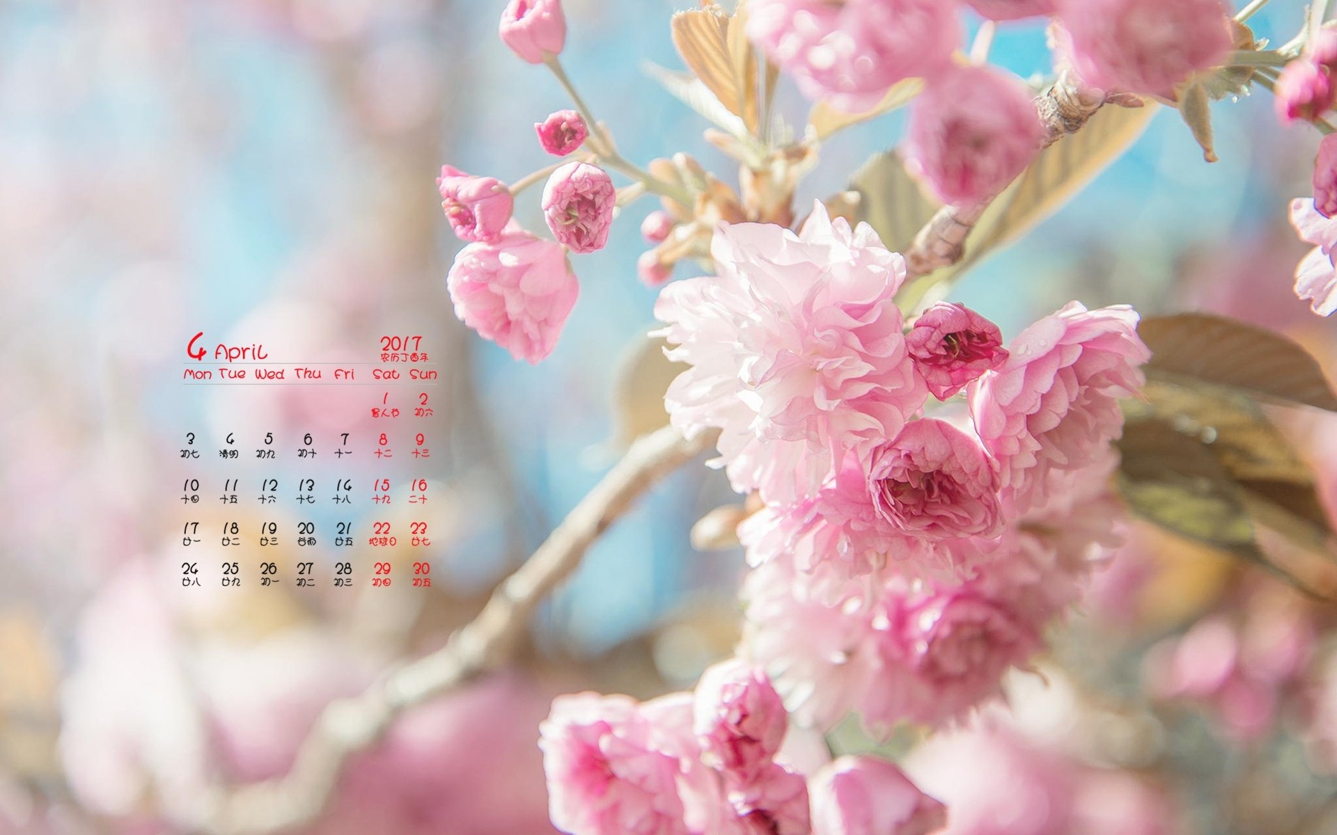 2017年4月,唯美樱花