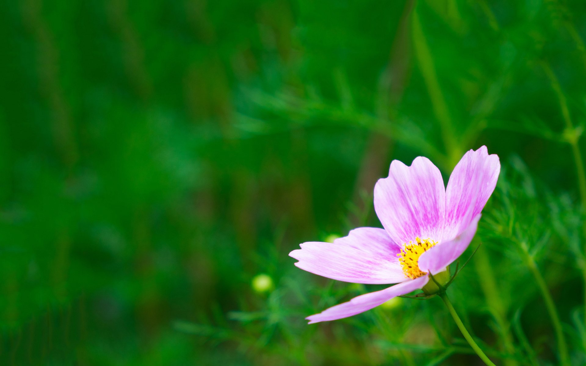 舒缓压力,一朵小花