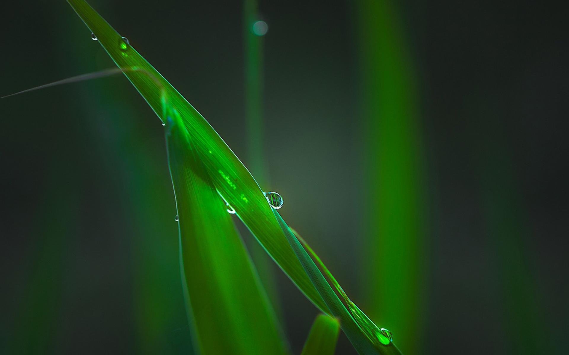 护眼壁纸,绿色植物,水珠