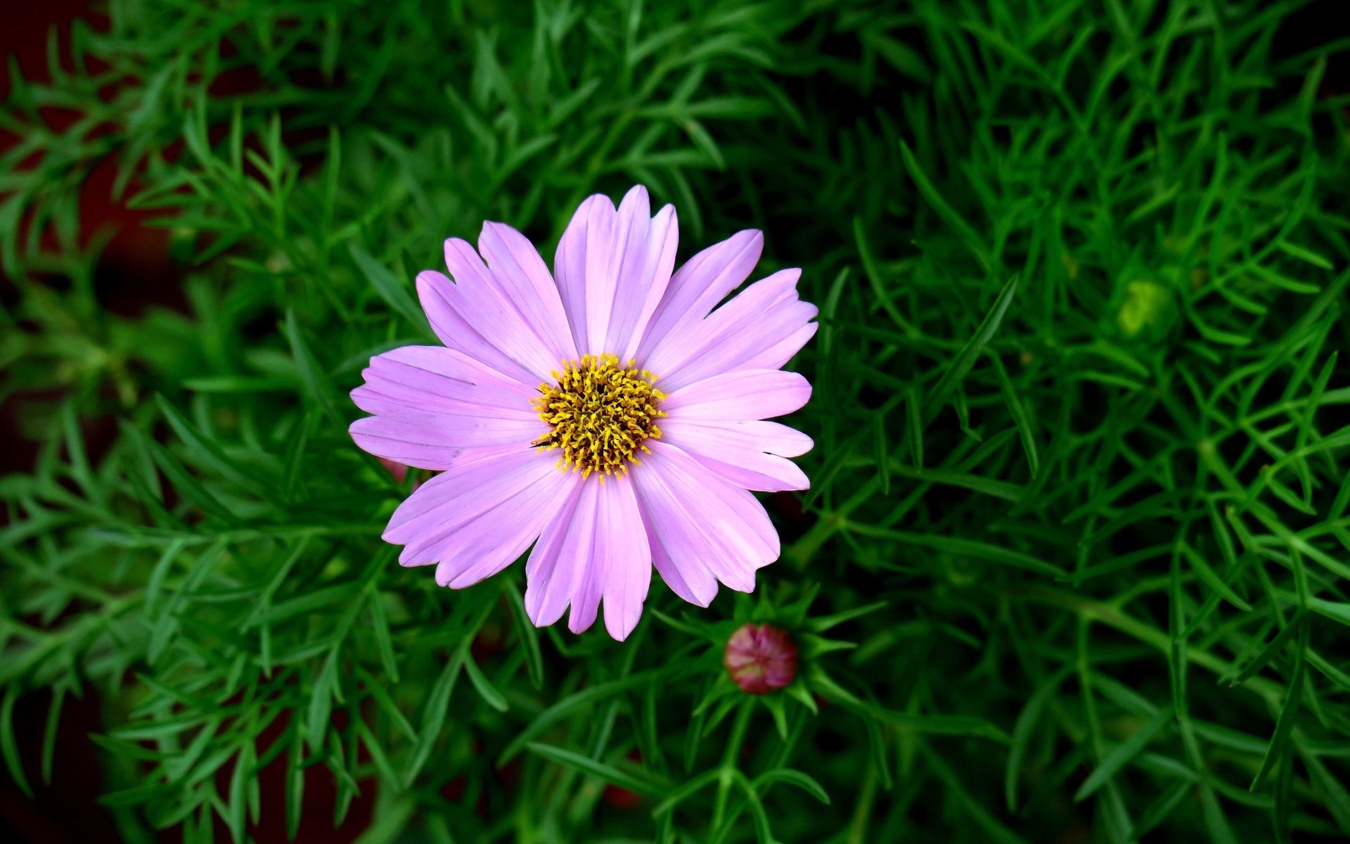 娇艳欲滴,紫色波斯菊
