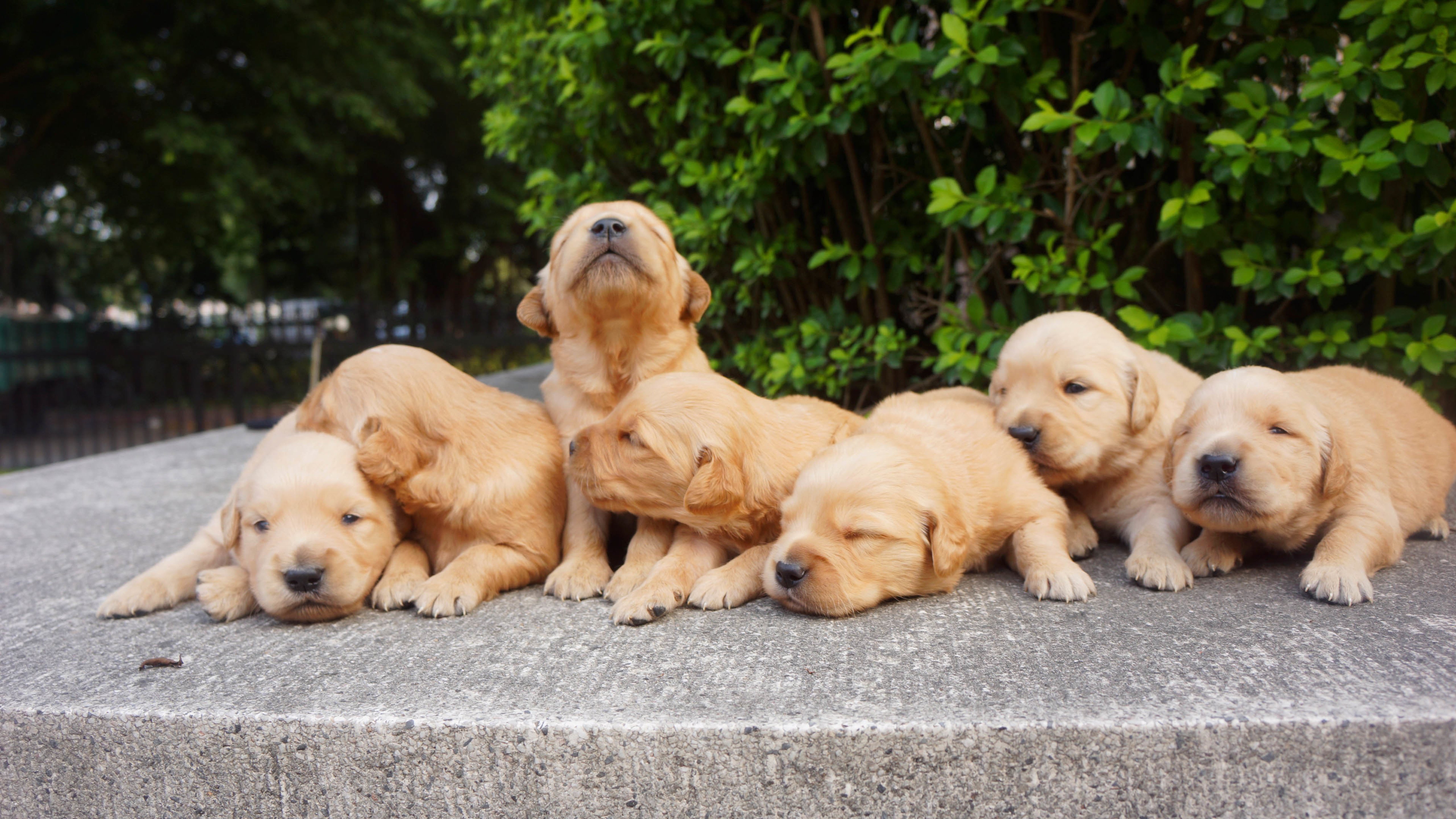 汪星人,一群小金毛,幼犬