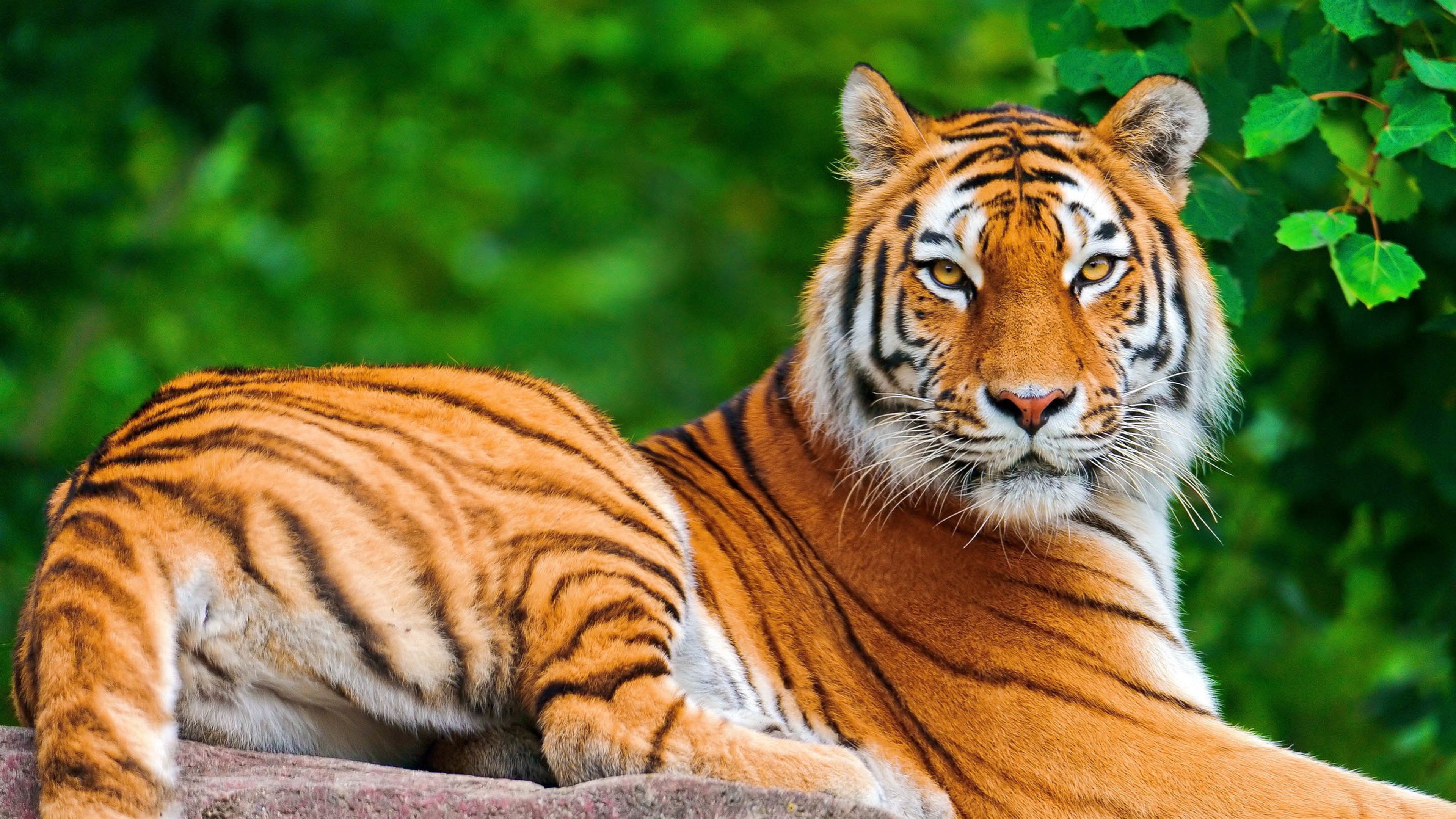 野生动物,老虎,森林之王