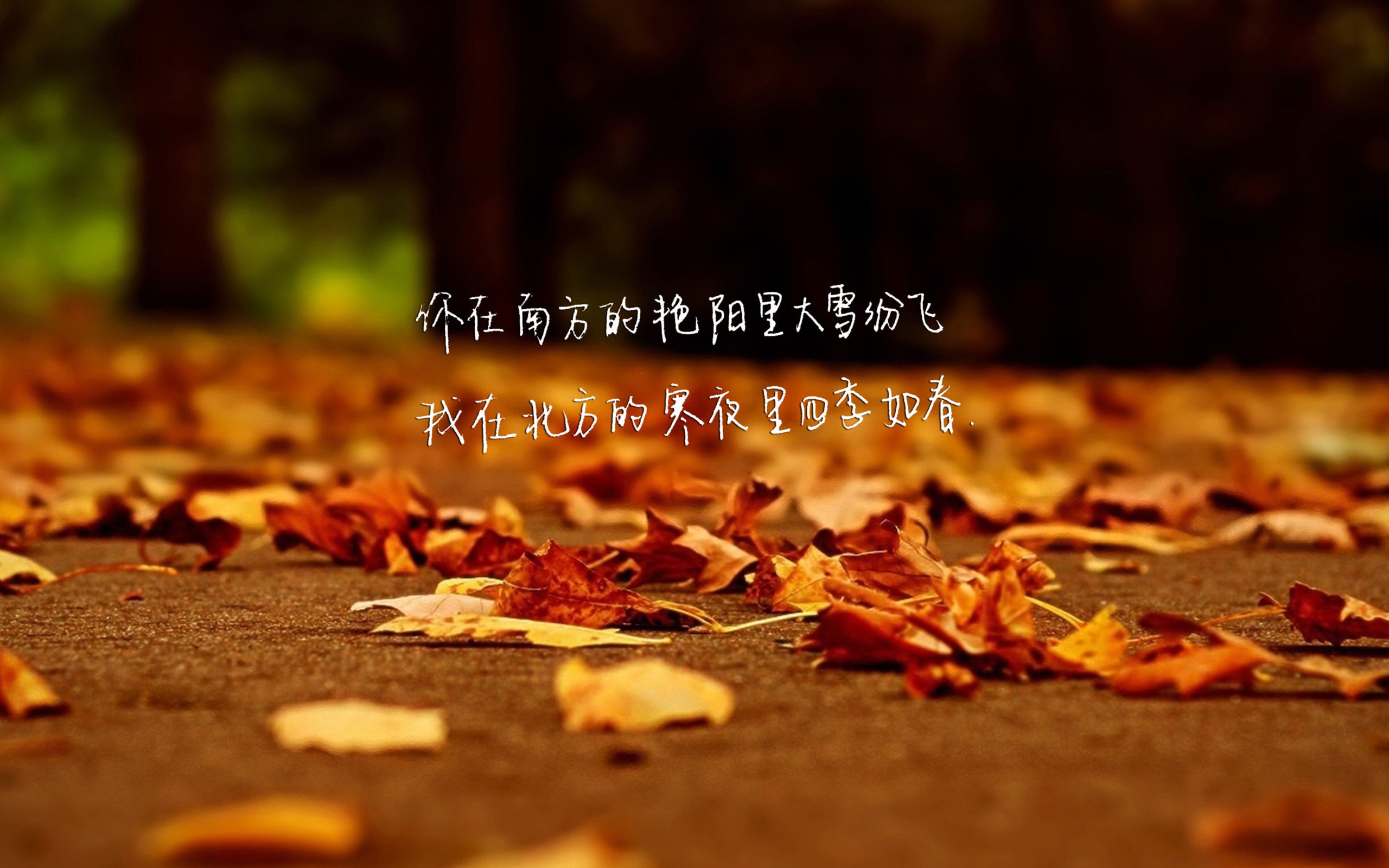 文字,歌词,南山南