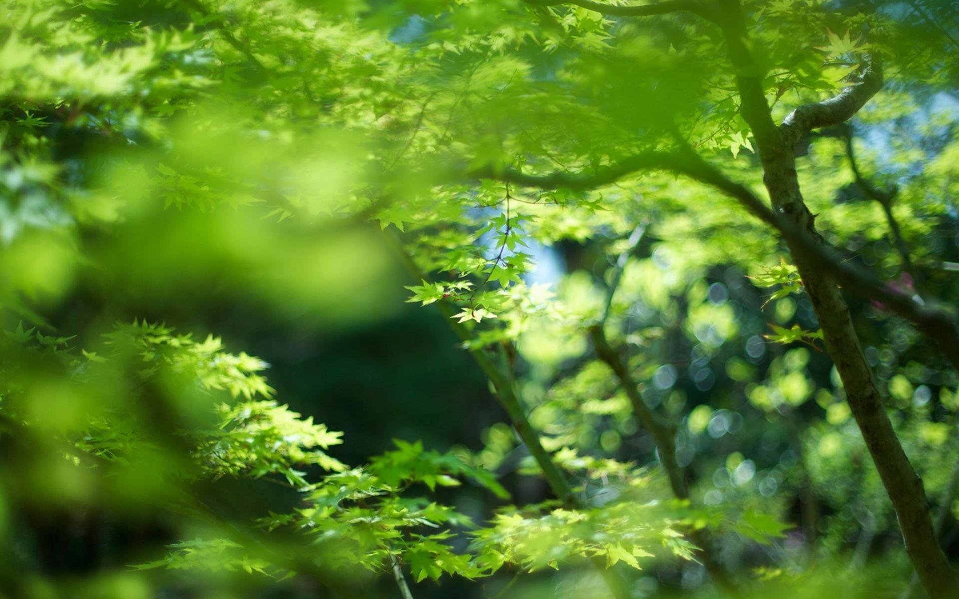 护眼壁纸,绿色植物
