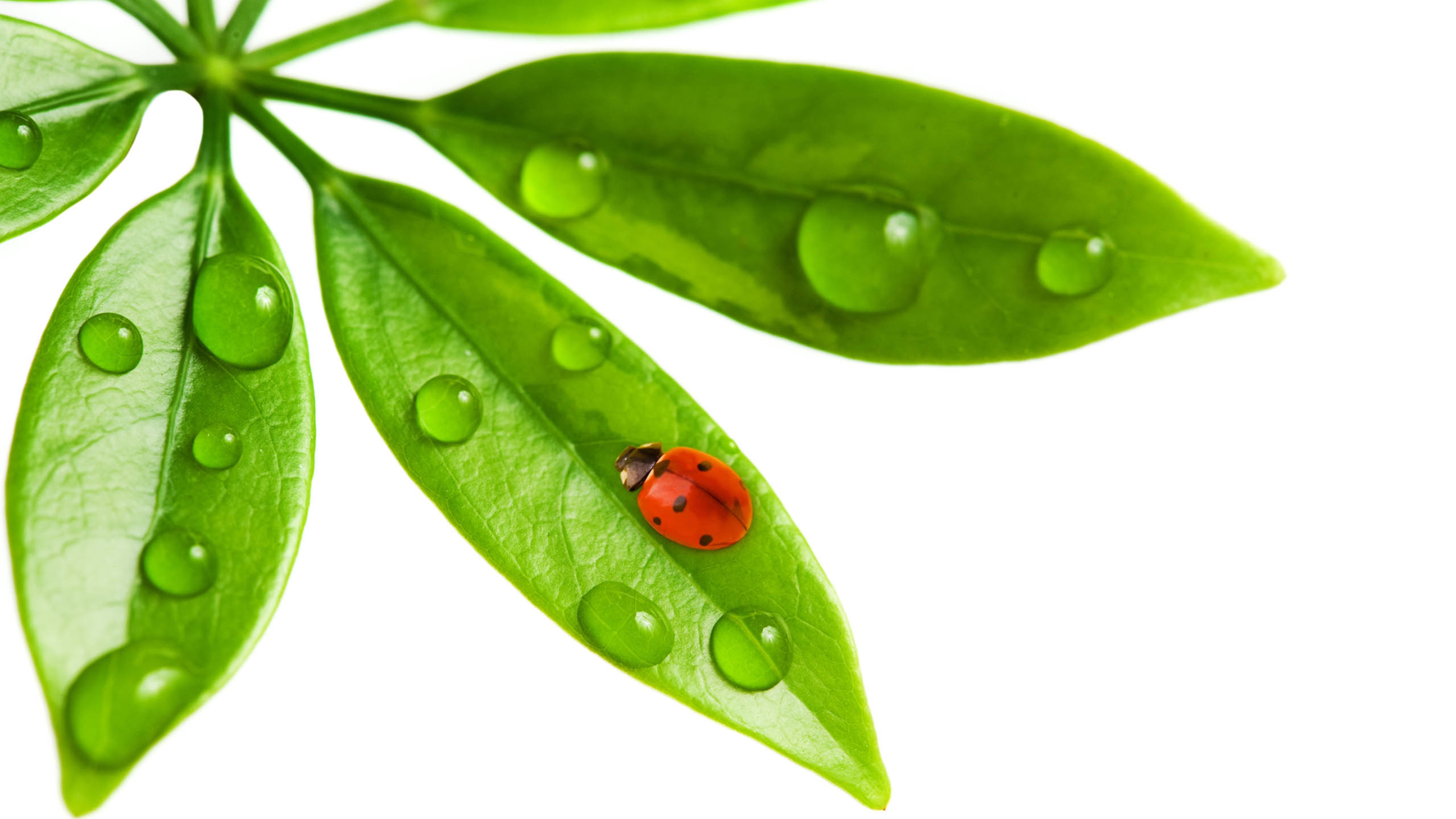 绿叶上的七星瓢虫,水珠