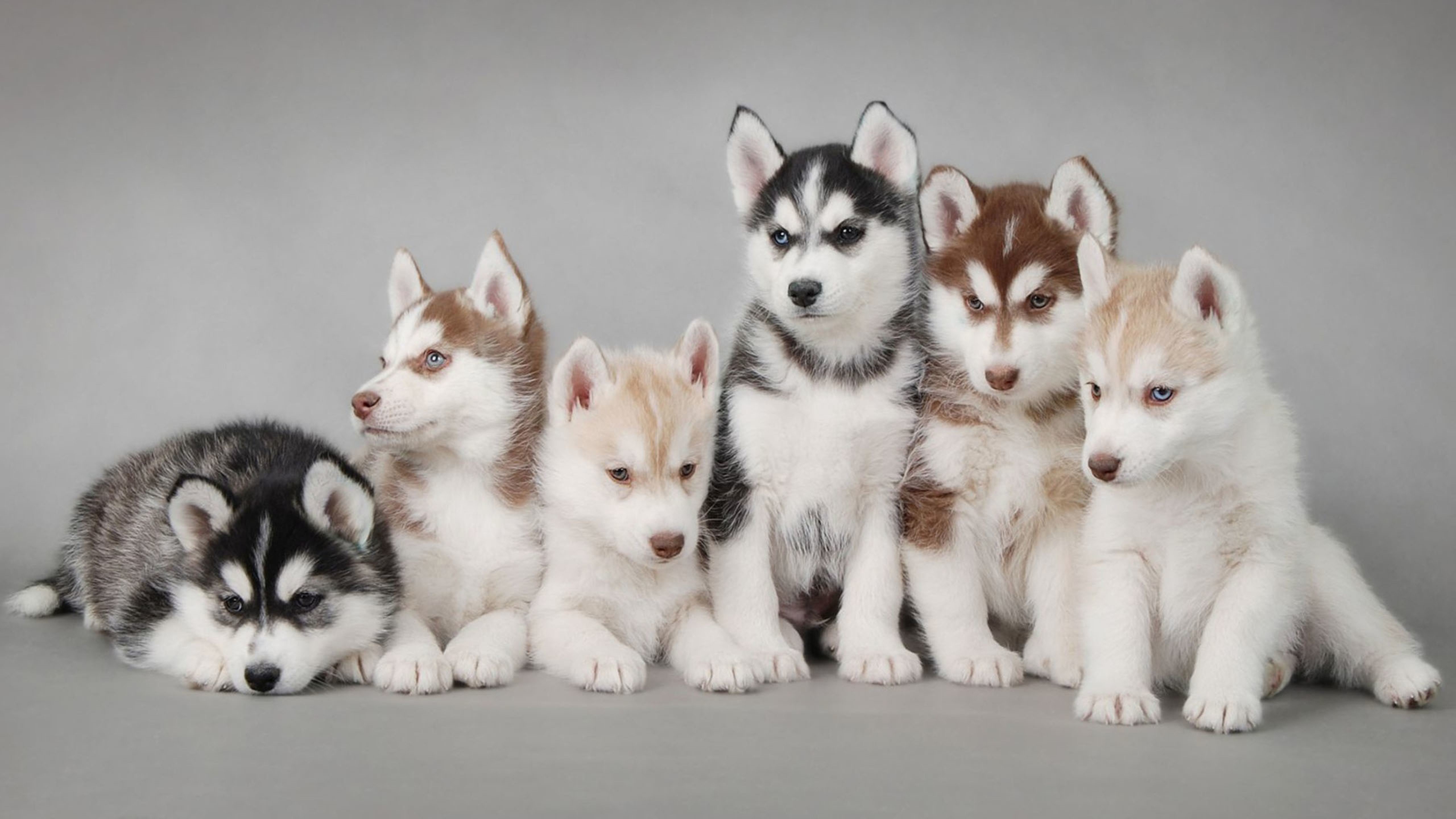 汪星人,哈士奇,幼犬