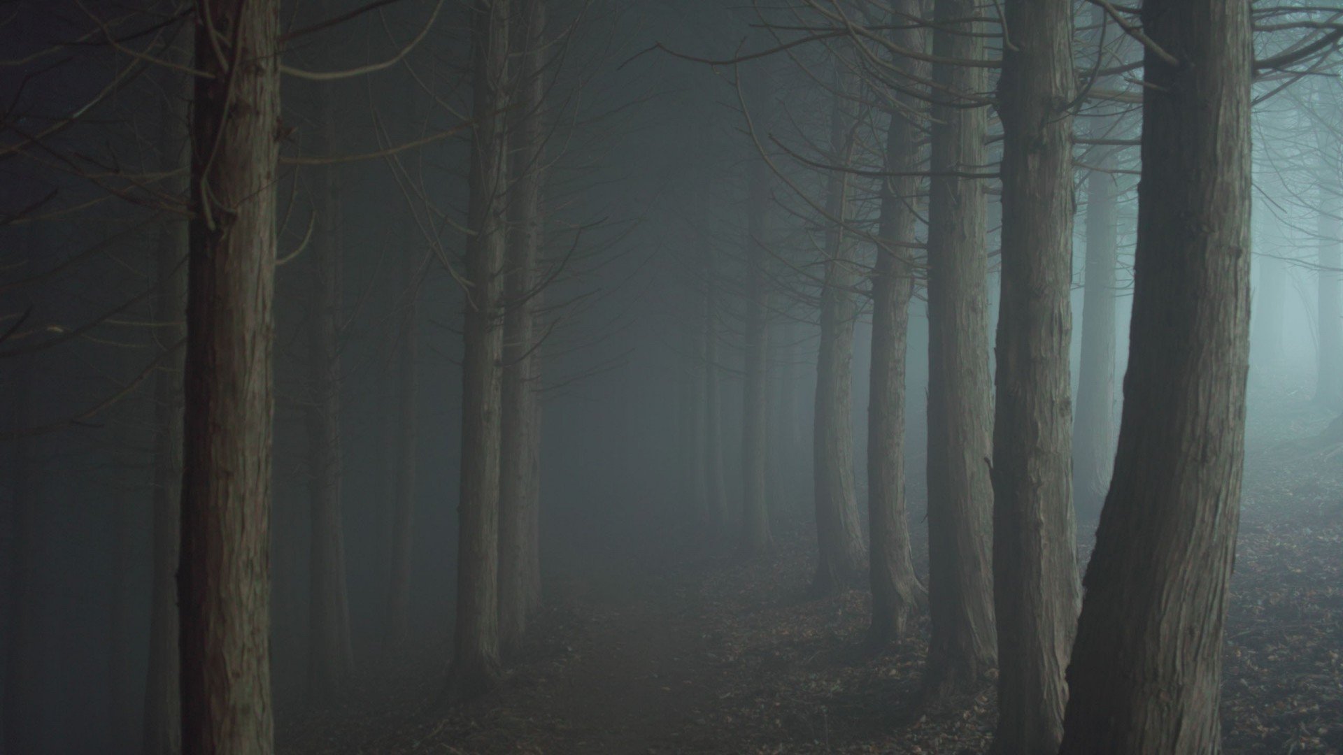 自然风光,迷雾森林