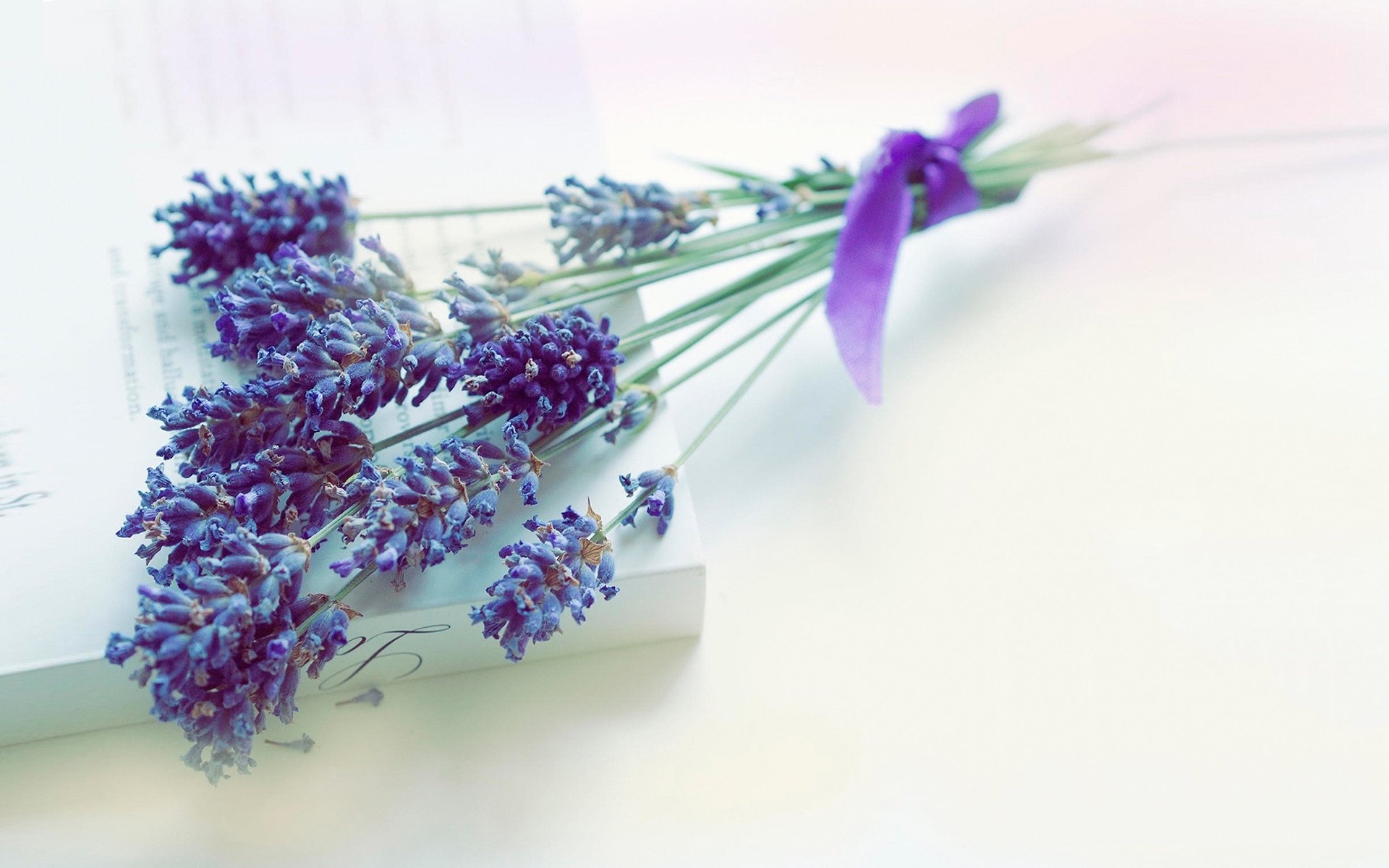 清新淡雅,薰衣草