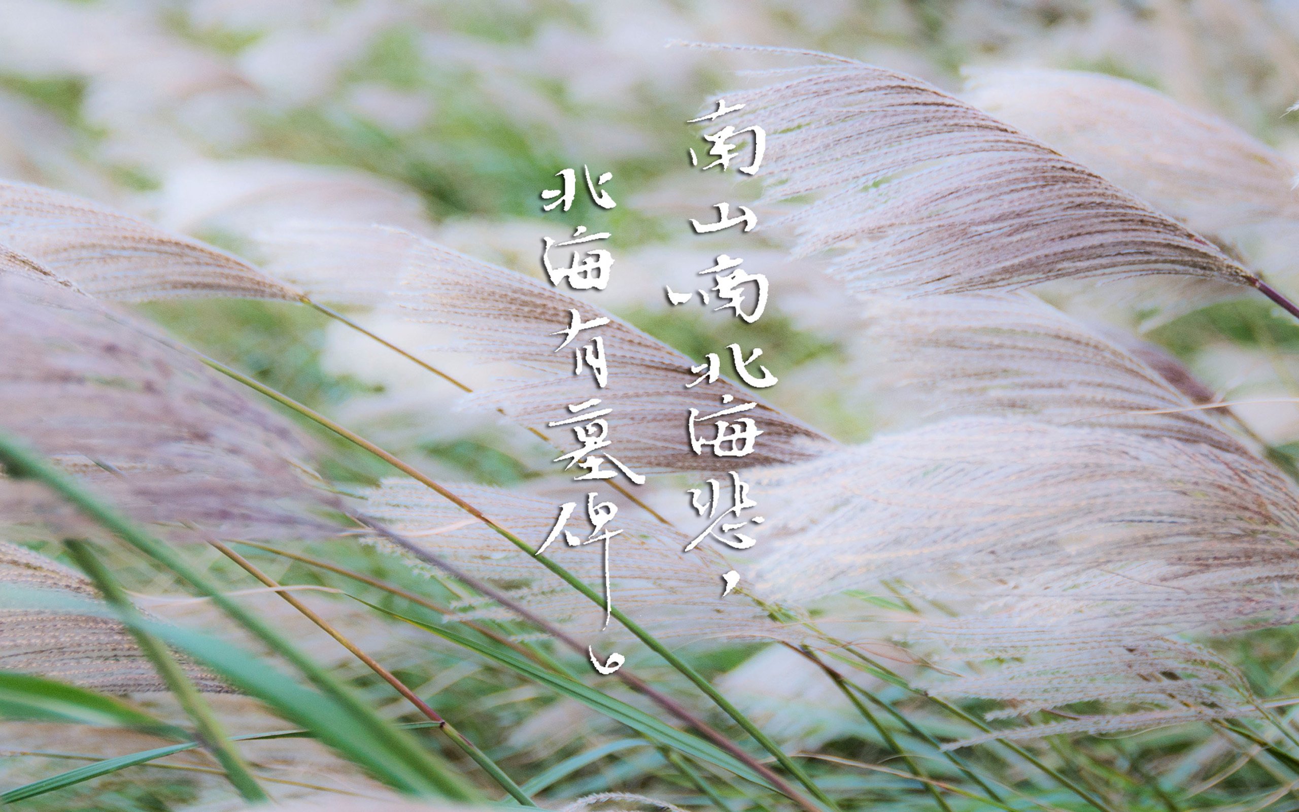 文字,歌词,南山南