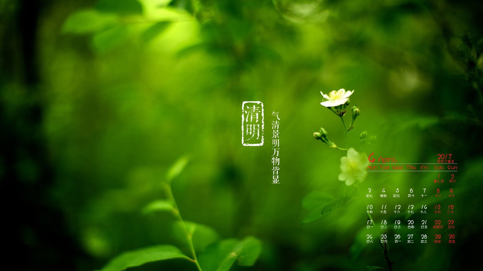 2017年4月,清明,绿色植物