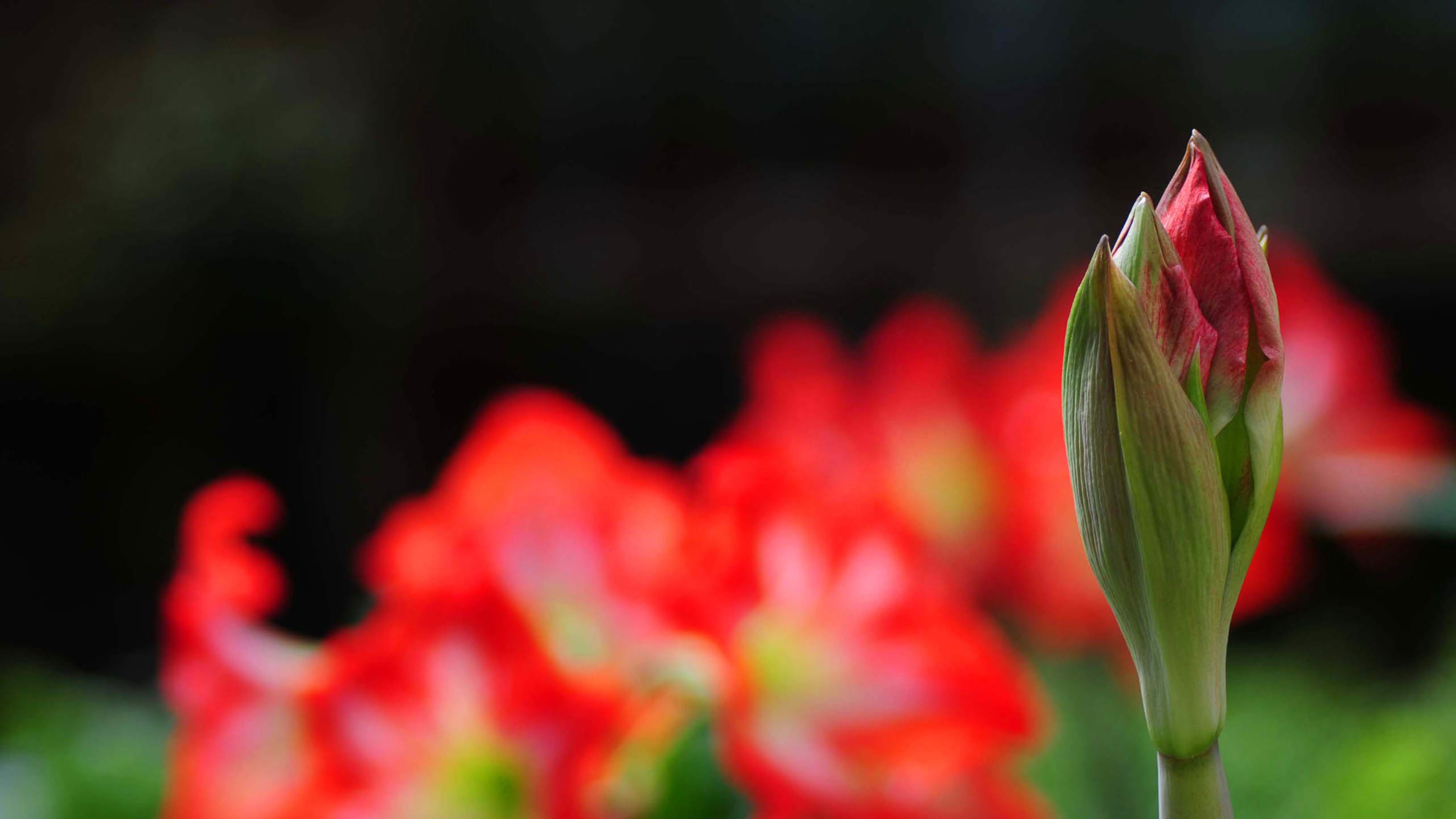 含苞待放的鲜花
