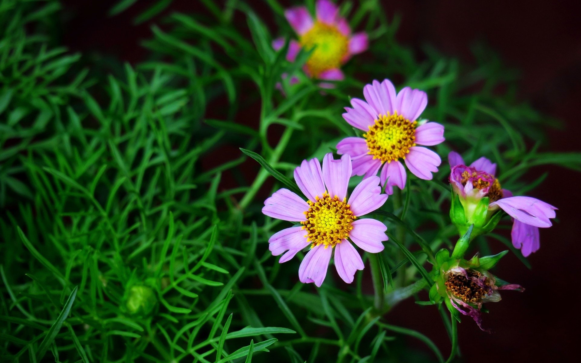 清新淡雅,紫色波斯菊