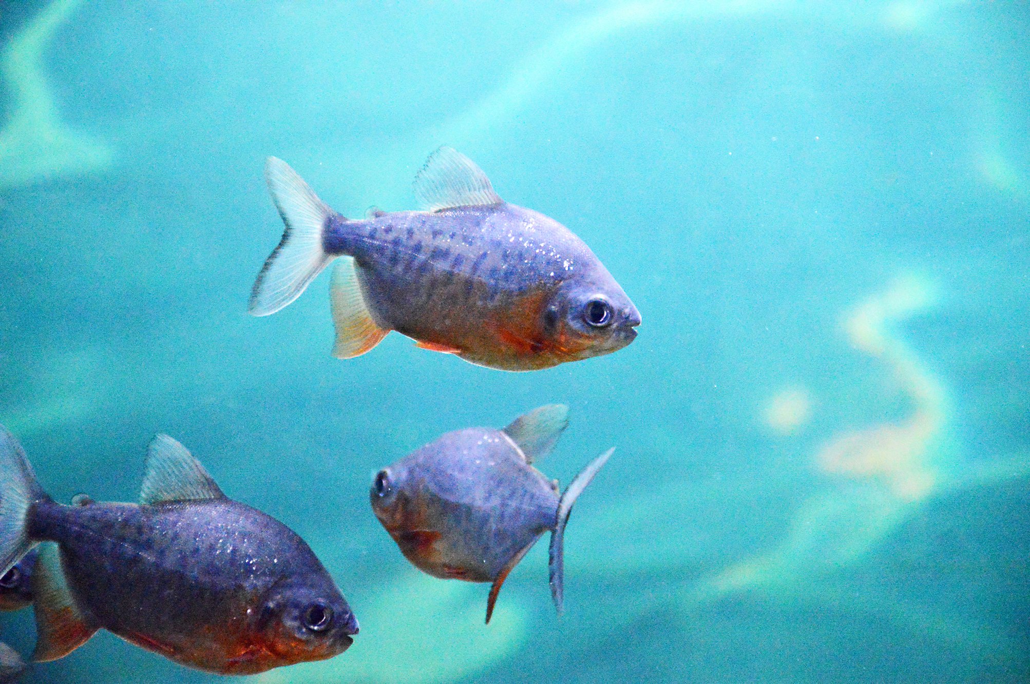 海底世界,热带鱼