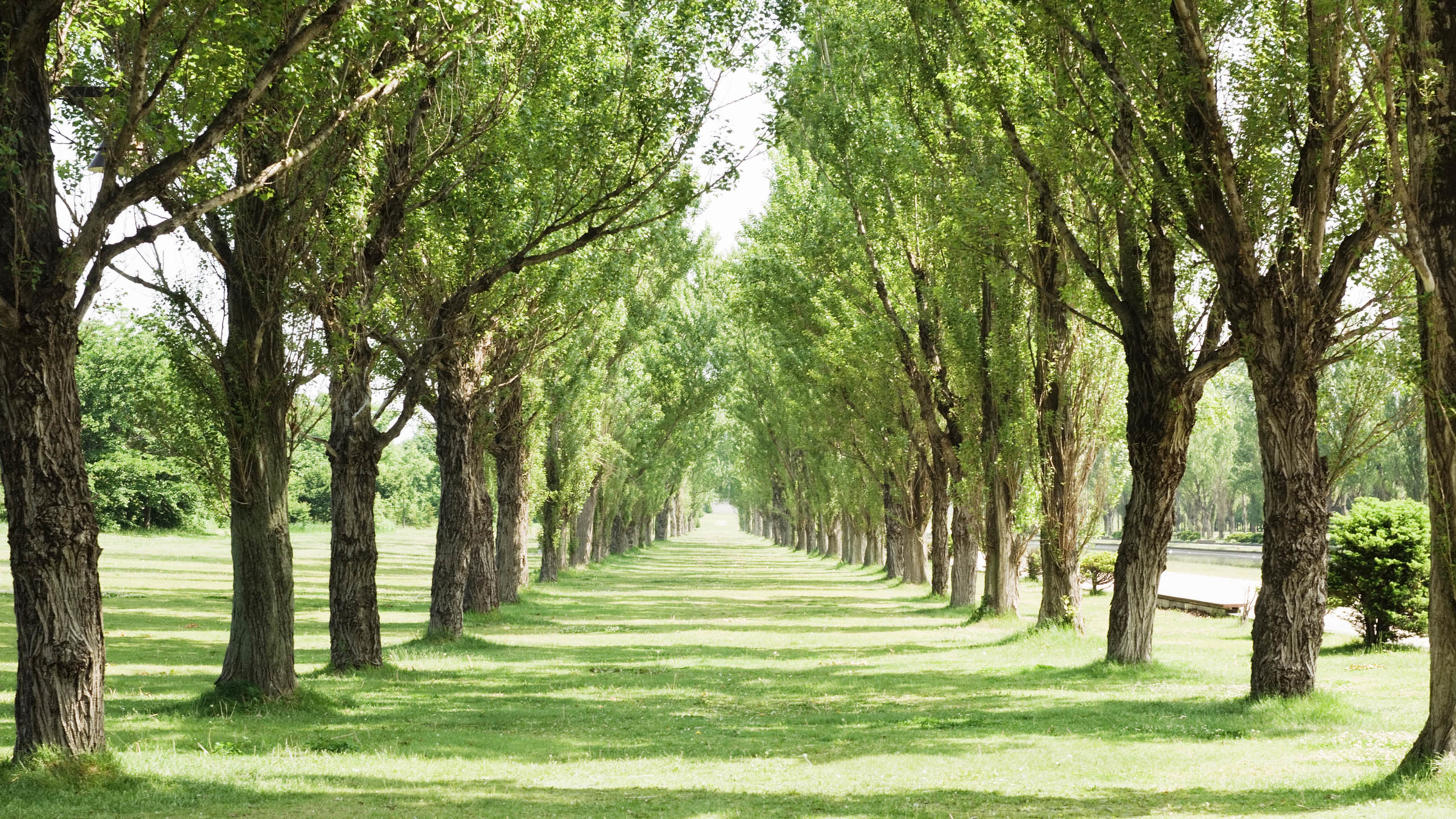 树林,草地,整齐排列