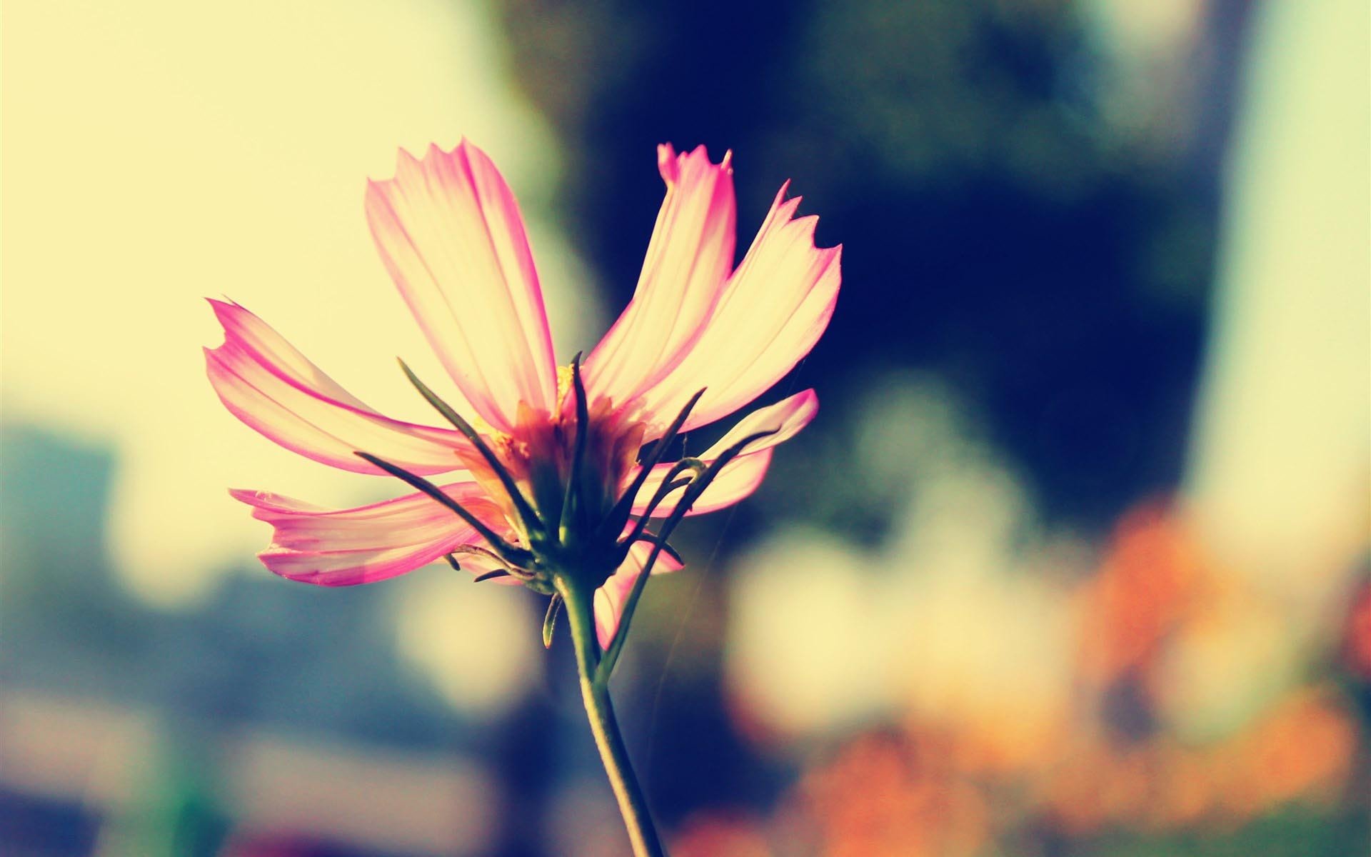 舒缓压力,一朵小花