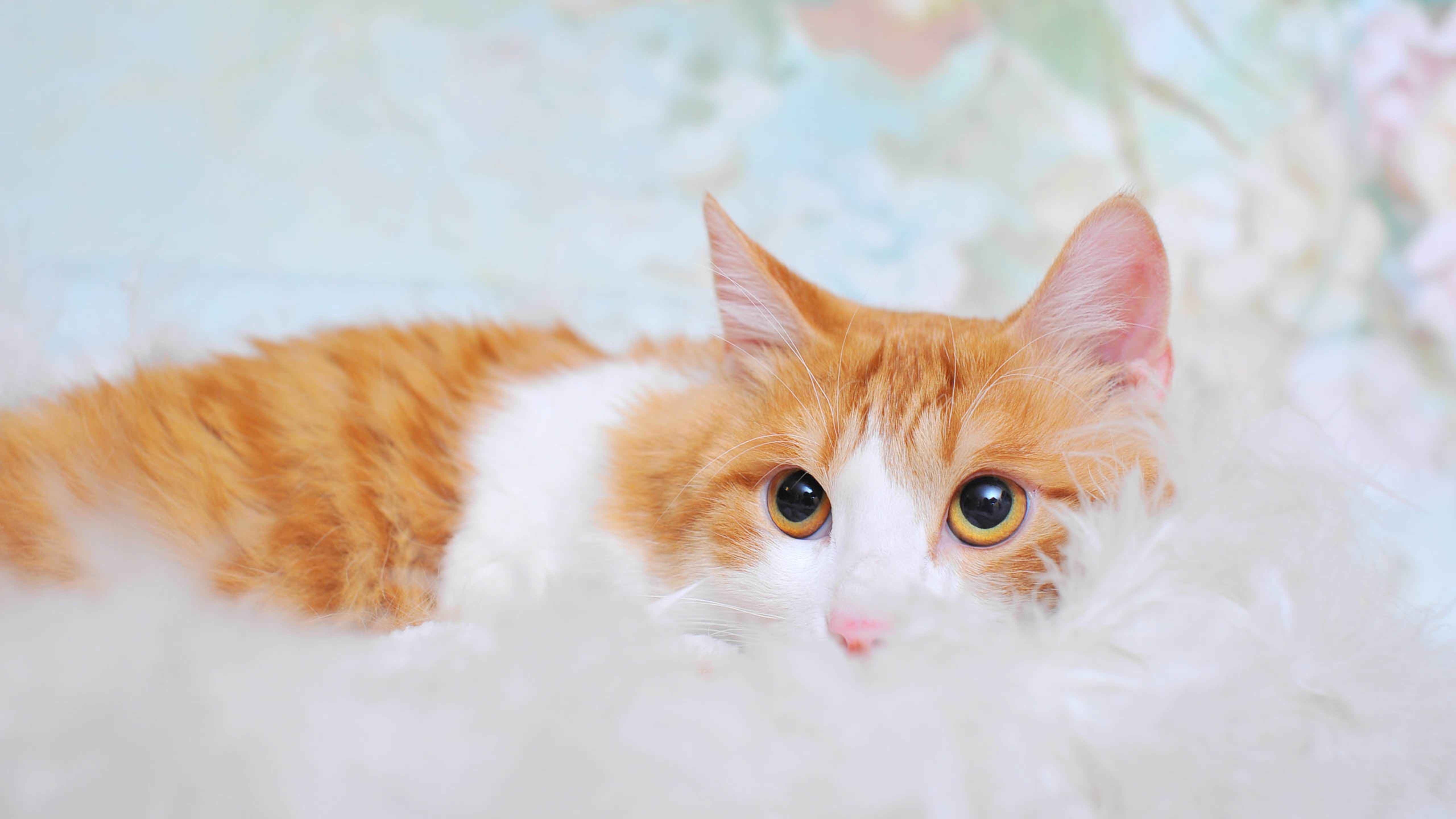 喵星人,猫,可爱