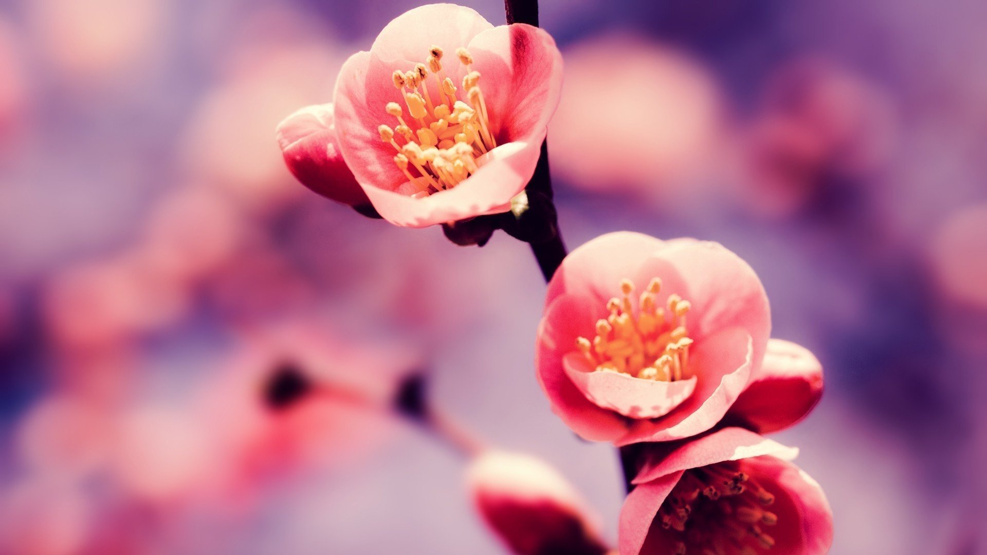 清新淡雅,粉色桃花