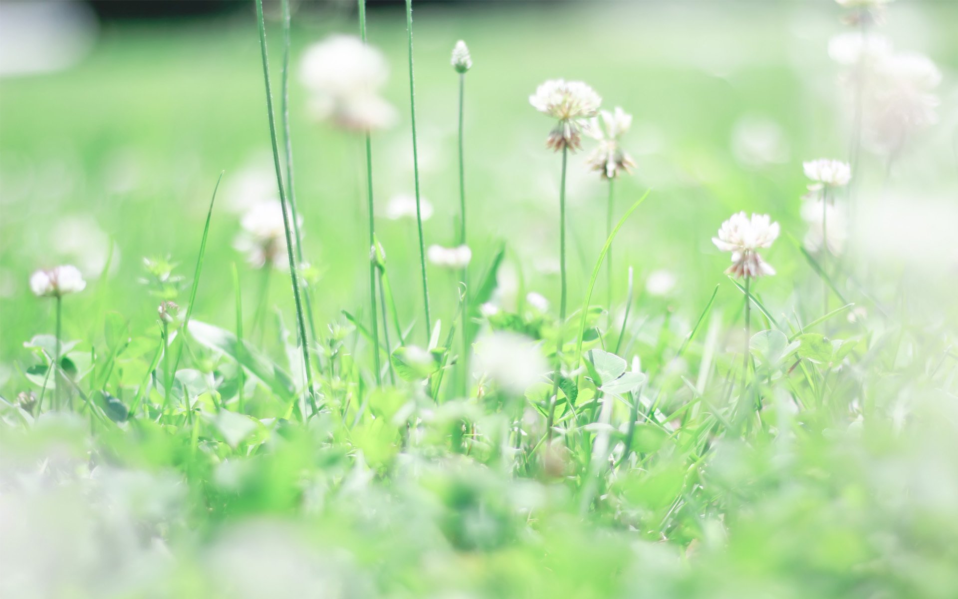 护眼壁纸,绿色植物
