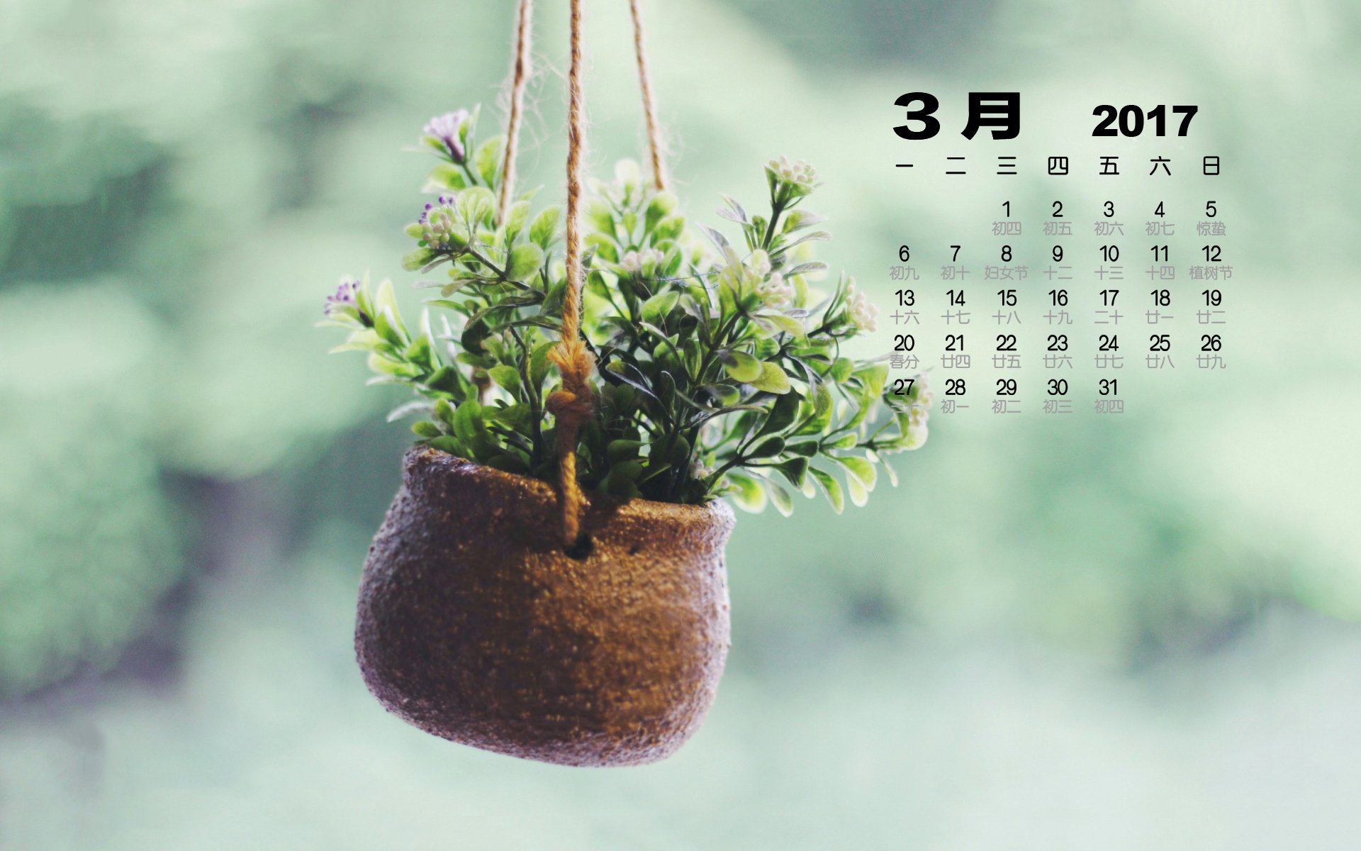 2017年3月,小清新,盆栽