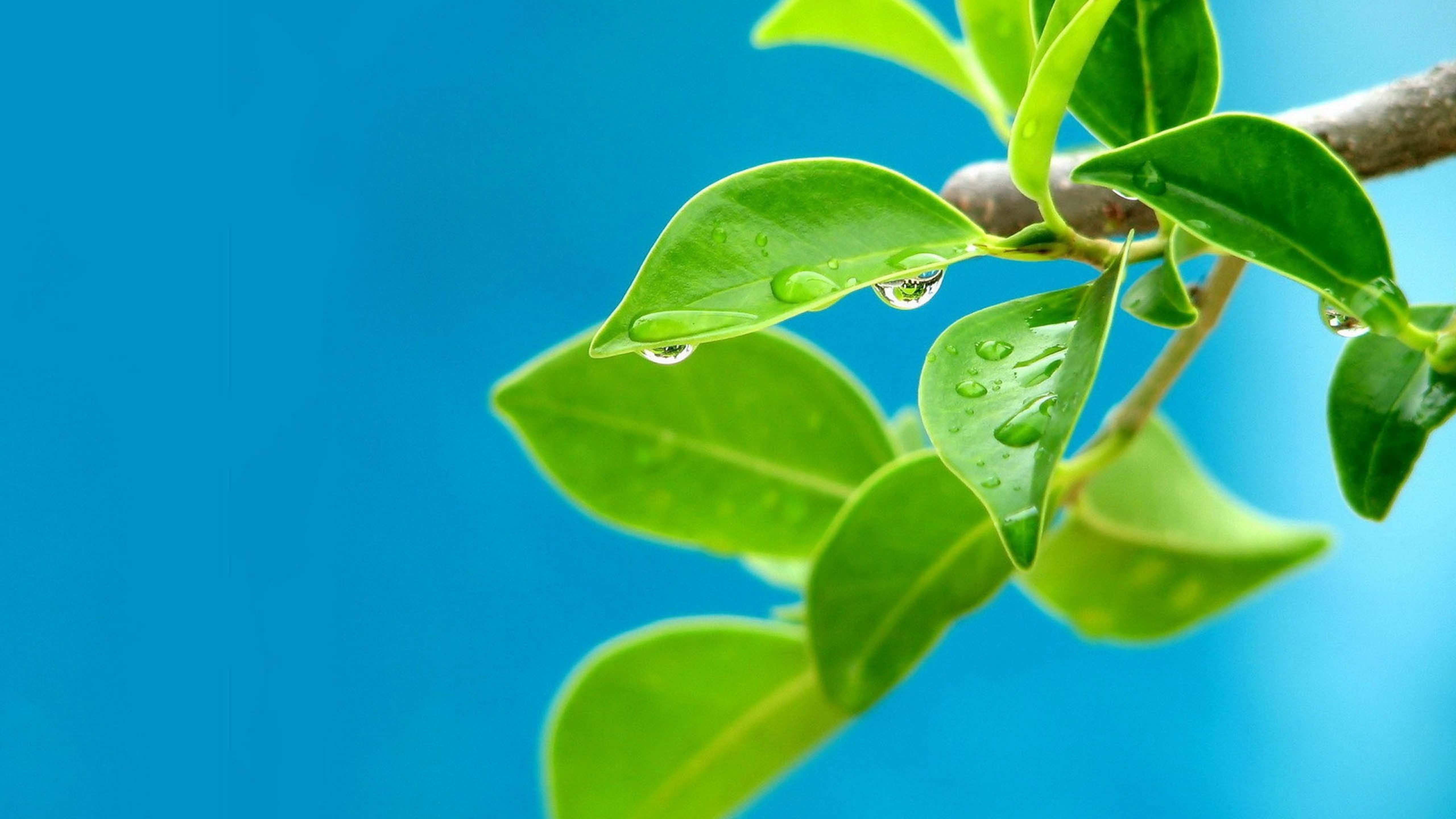 绿色树叶上的露珠,护眼壁纸