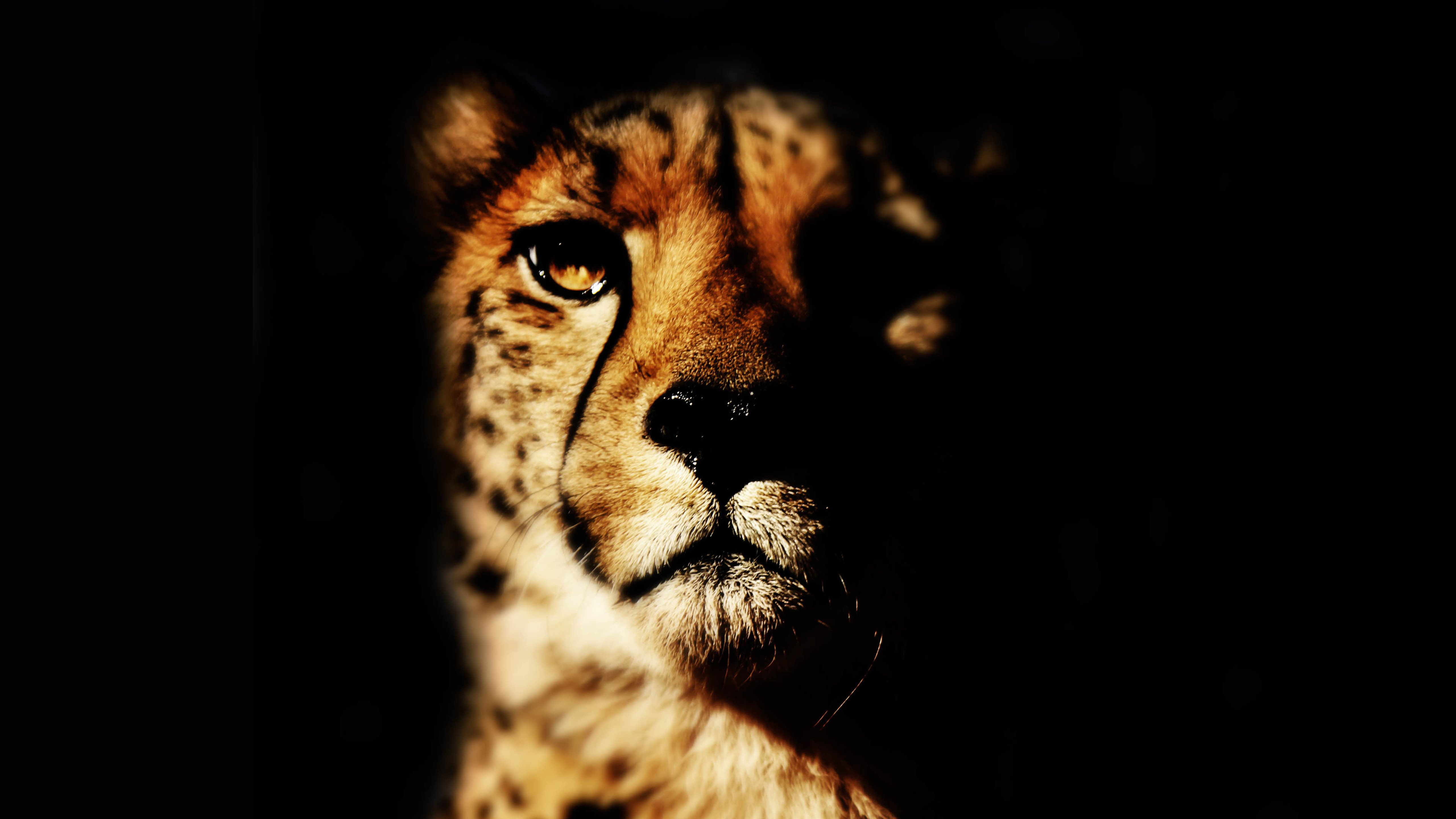 豹子,眼神,深邃