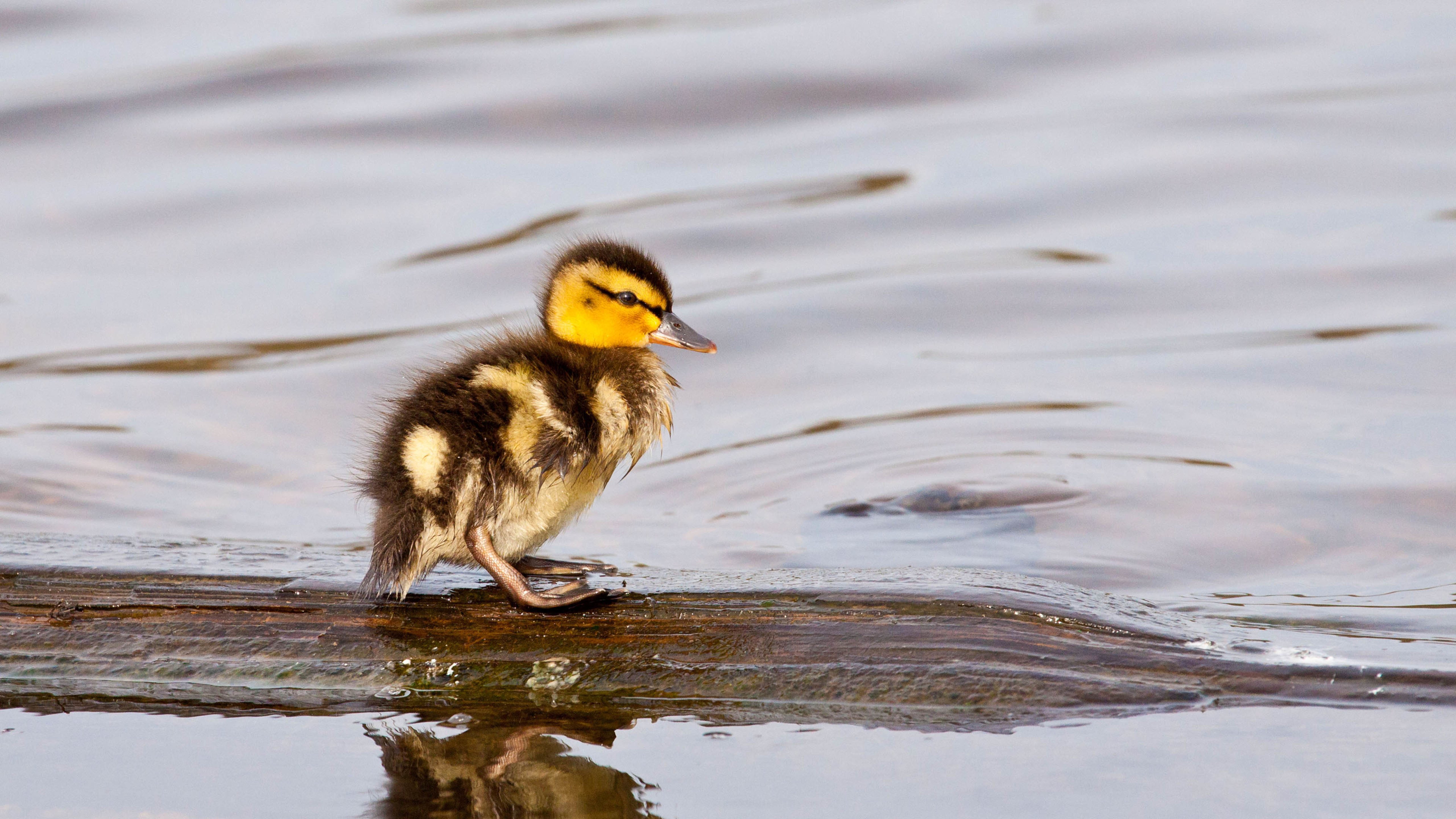 野生动物,小鸭子