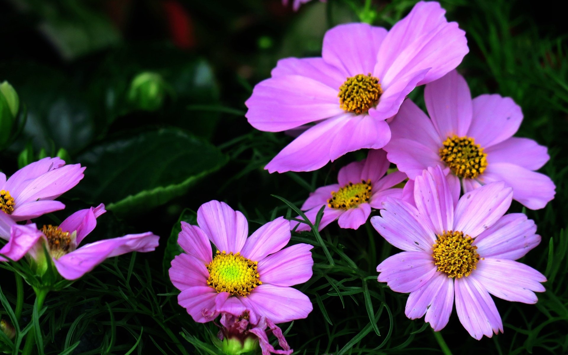 娇艳欲滴,紫色波斯菊