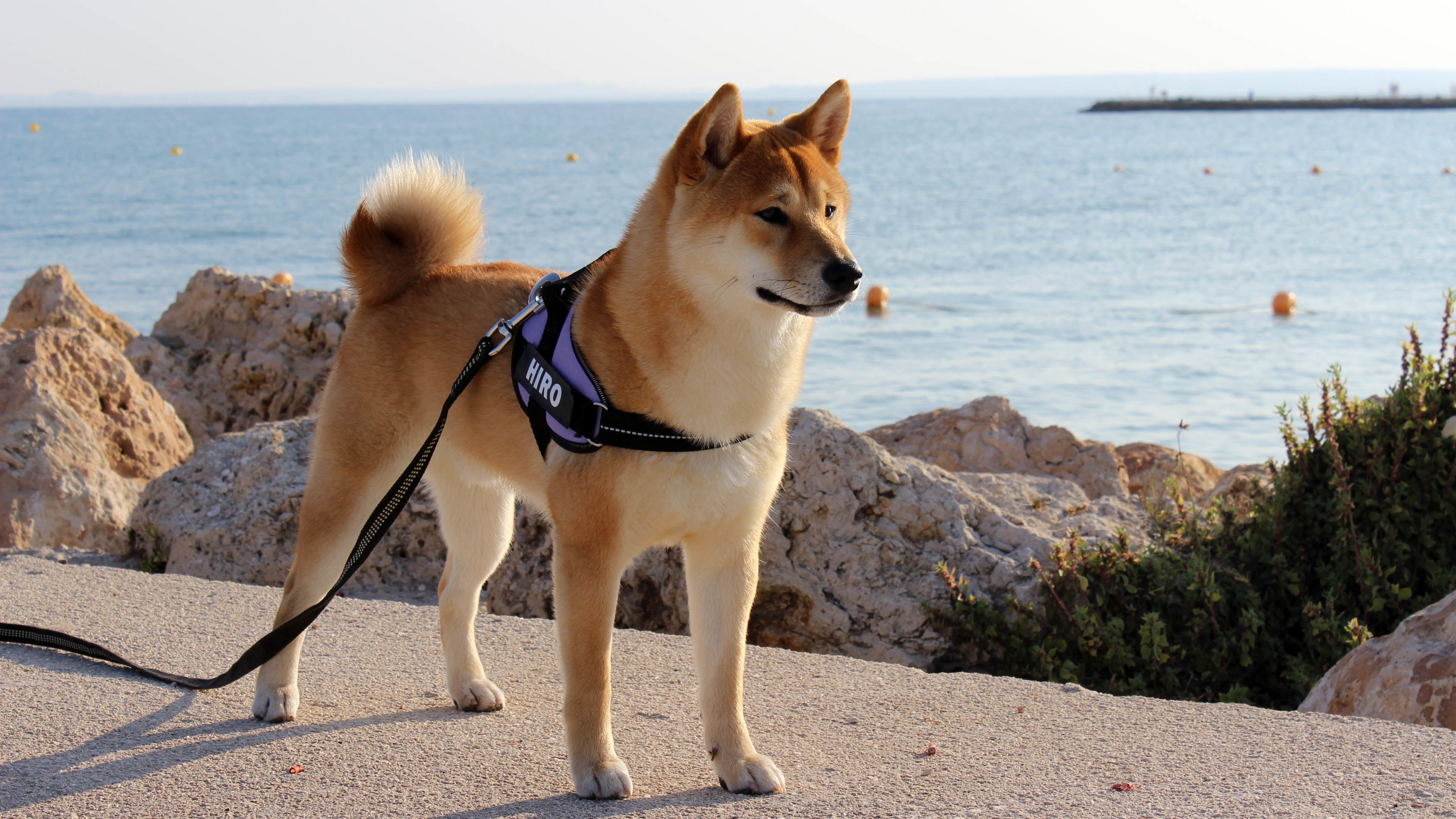 汪星人,狗,秋田犬