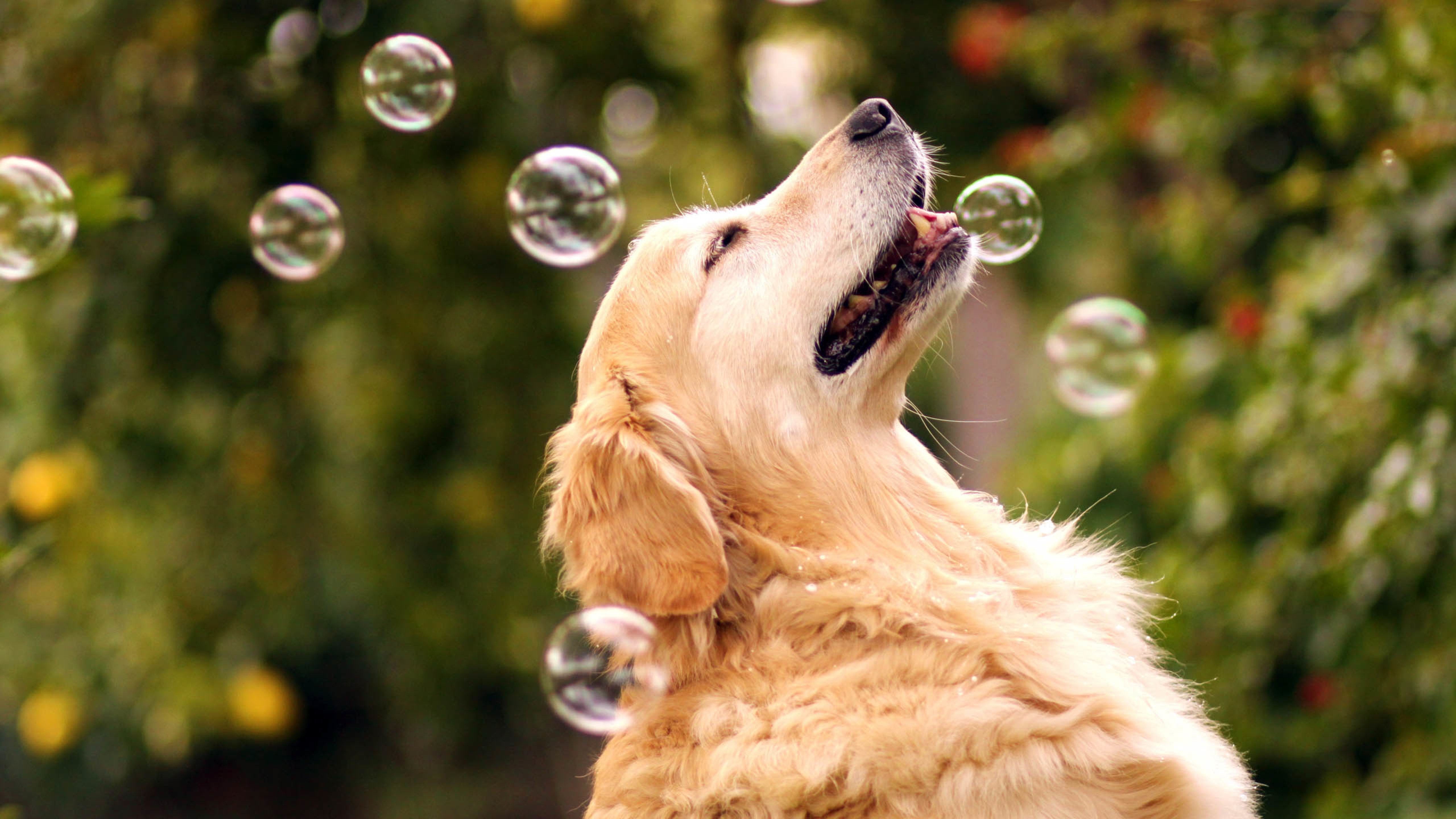 汪星人,狗,金毛