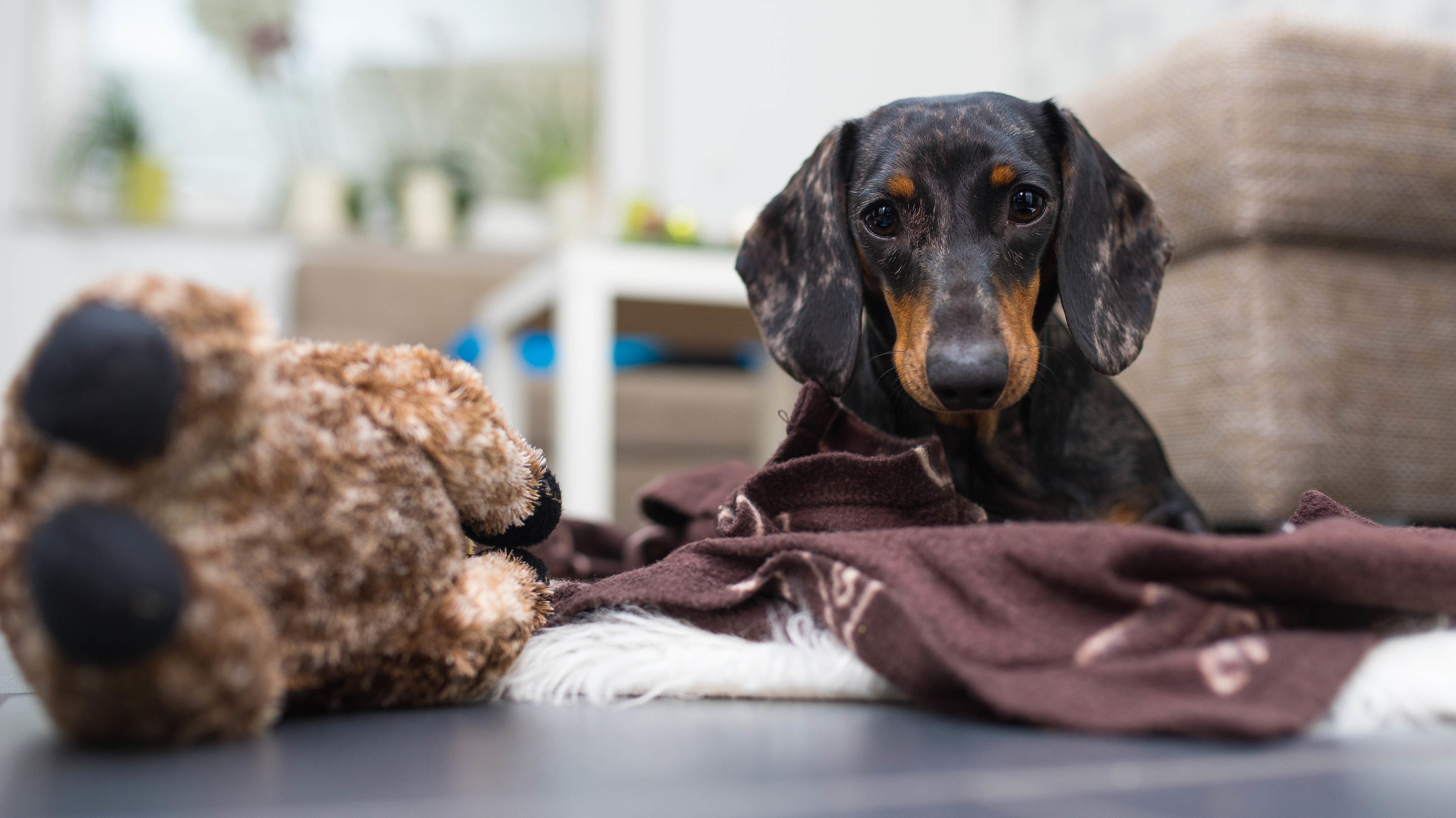 汪星人,狗,拉布拉多