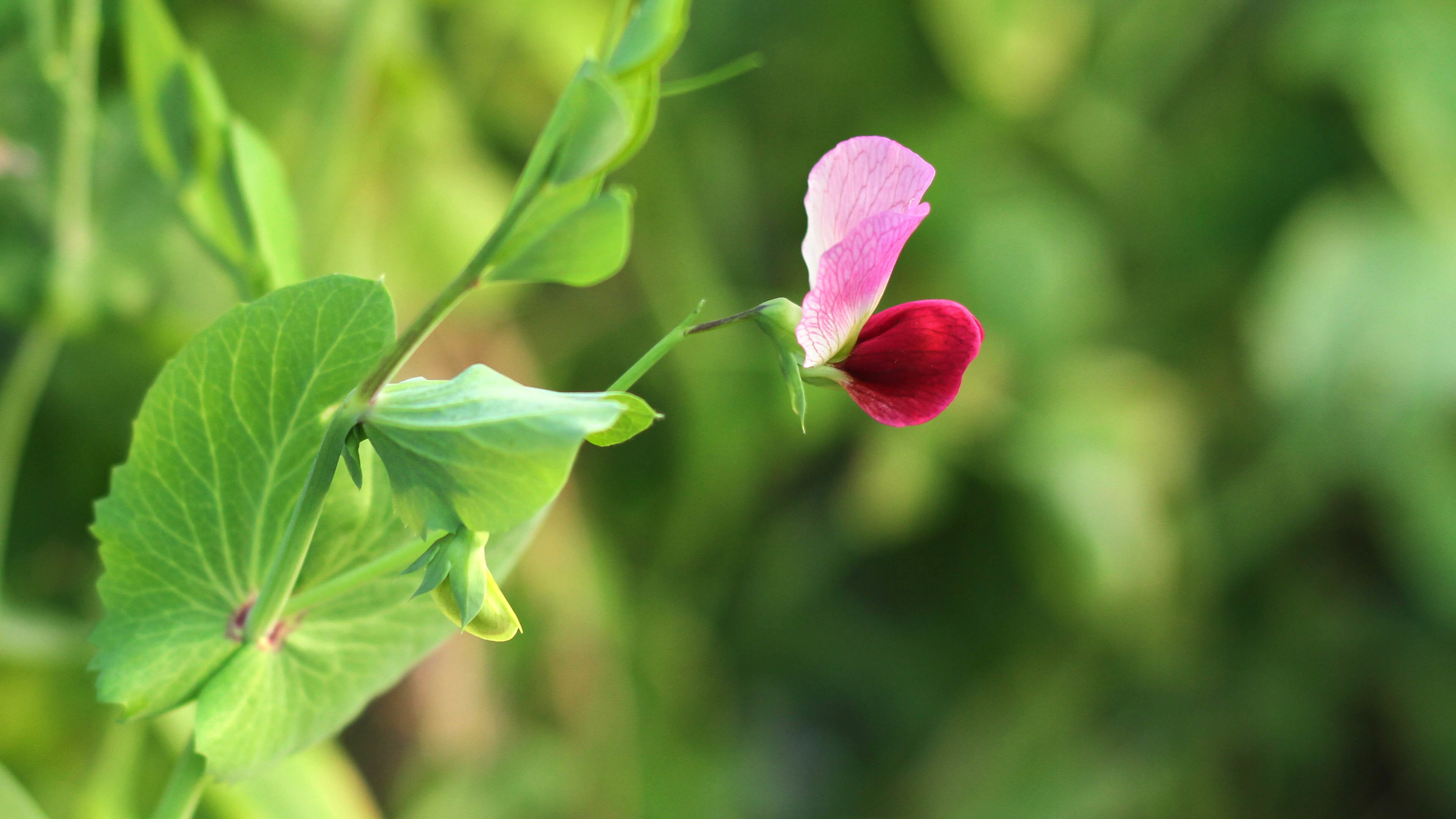 豌豆花,绿色叶子