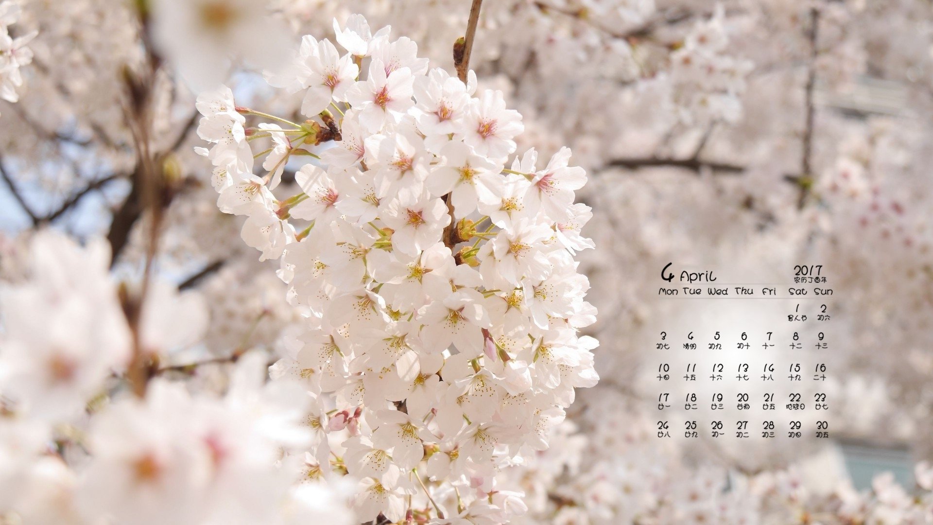 2017年4月,白色樱花